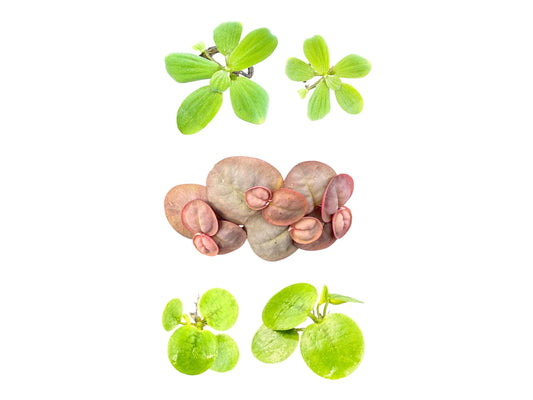showing 3 aquarium floating plants, Frogbit, red root floater, and Frogbit
