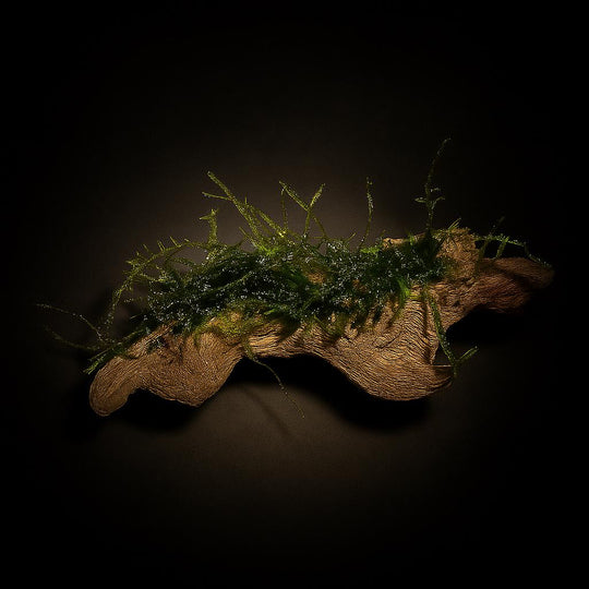 coral driftwood with Java moss