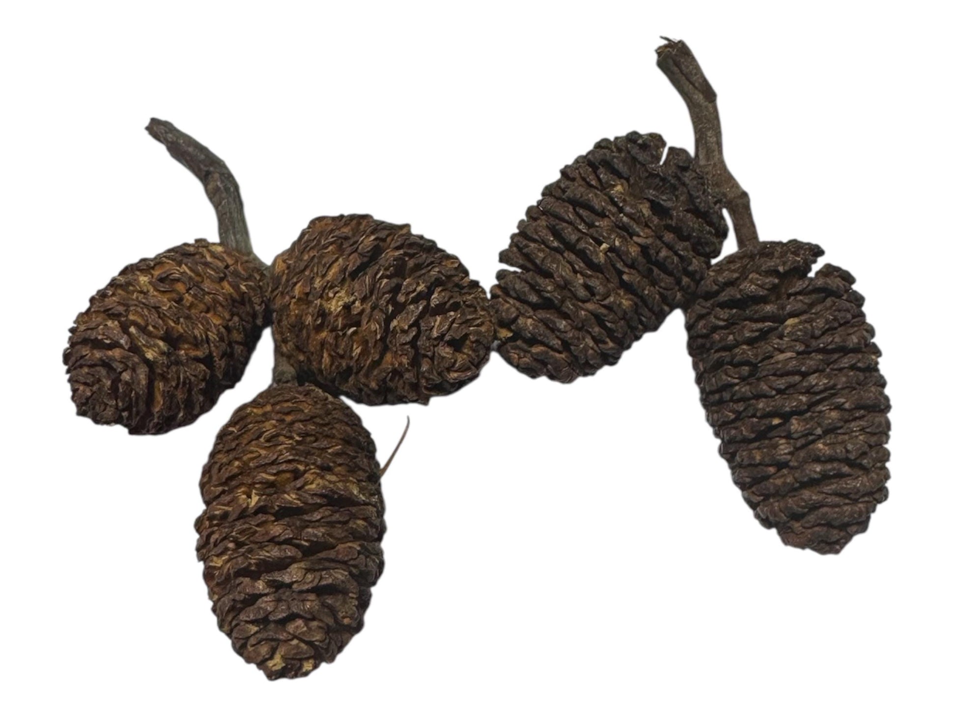 5 alder cones on white background for aquariums and shrimp tanks, natural botanical aquarium decor for blackwater tanks, biofilm growth, tannins, betta fish, and freshwater shrimp aquascapes