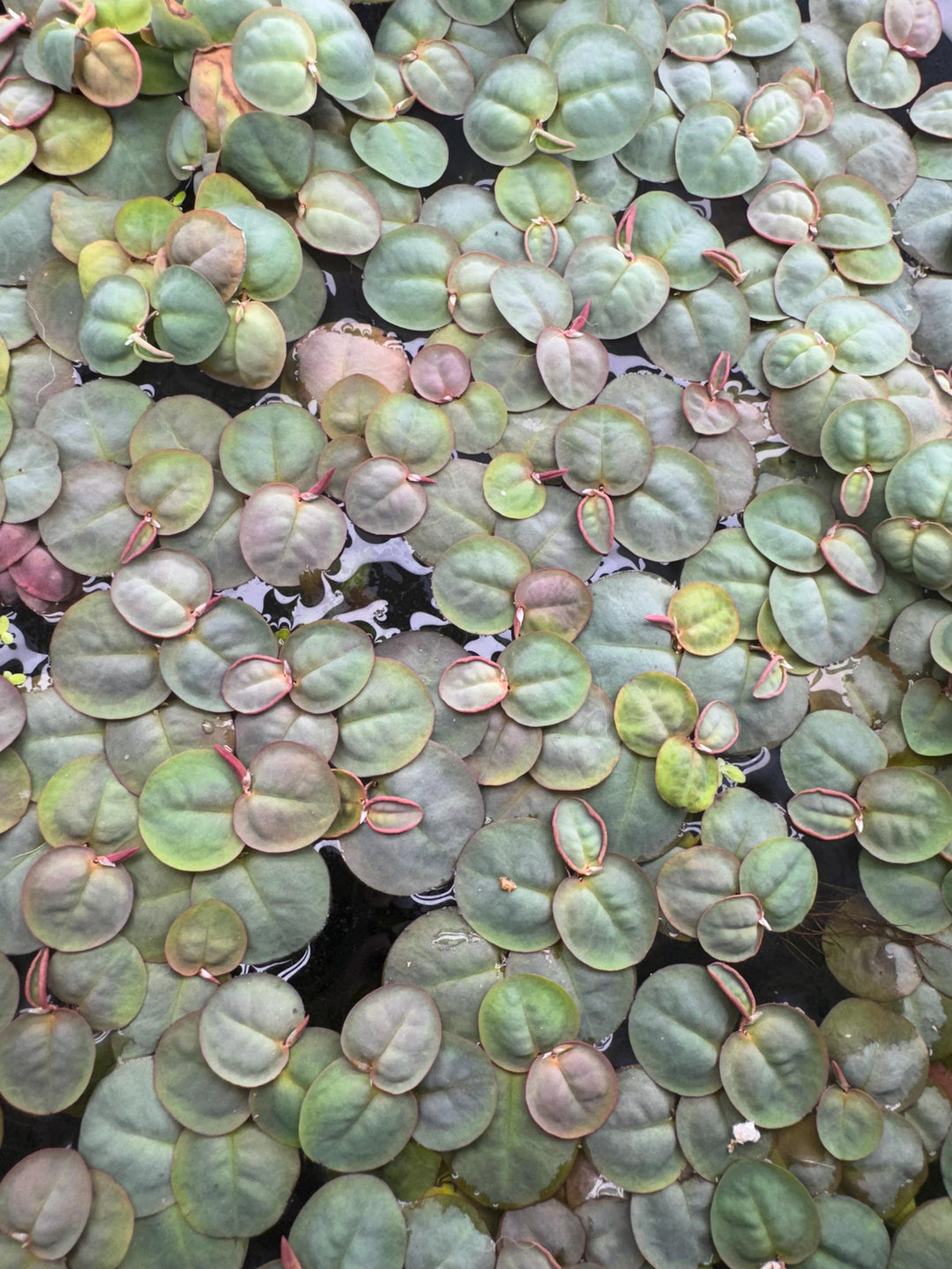 top down view of aquarium water level full of red root floaters