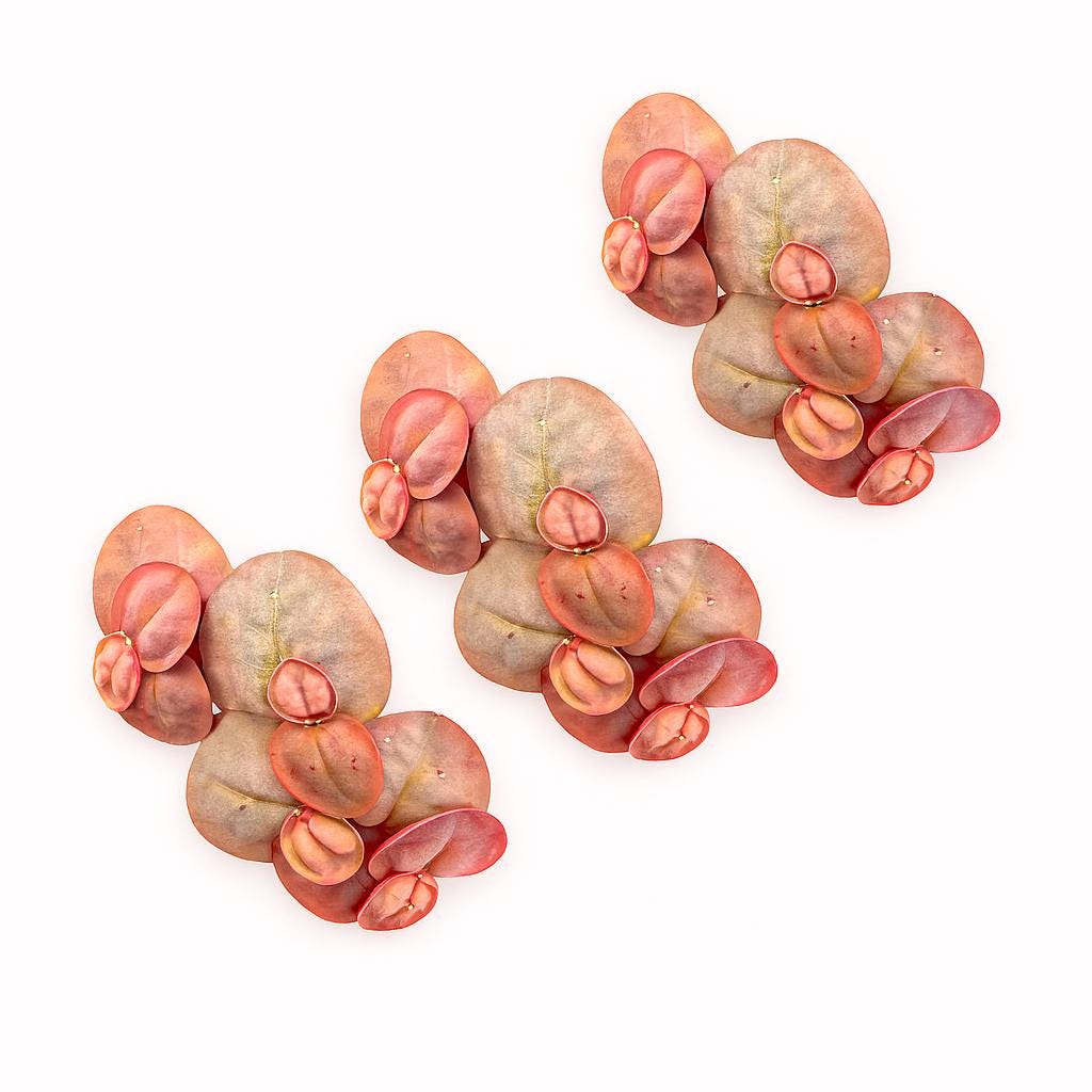 “Three clusters of Peperomia graveolens plants arranged diagonally on a white background, featuring thick, oval-shaped leaves with a velvety gray-green surface and vibrant red undersides and margins.”