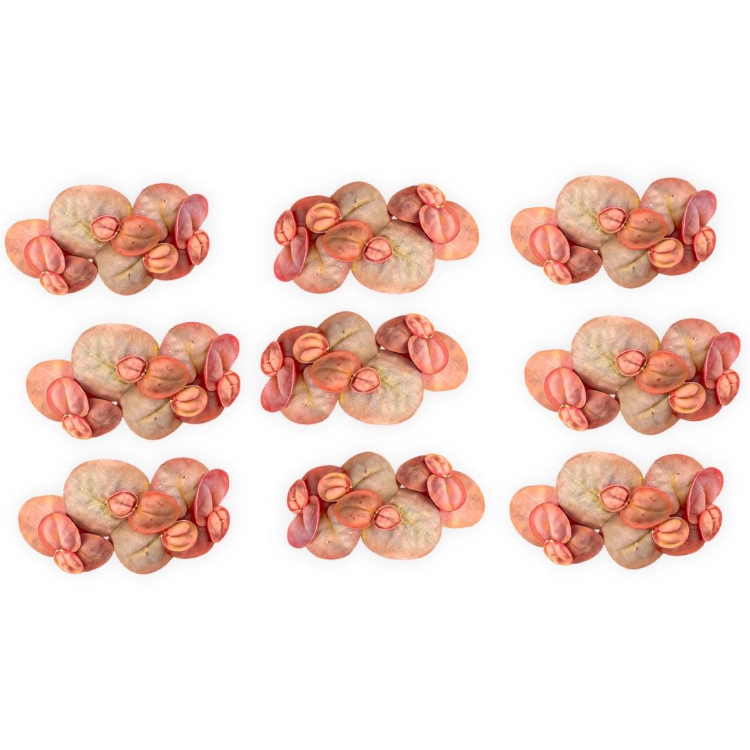 A grid of nine identical clusters of Red Root Floater plants (Phyllanthus fluitans) arranged against a white background. Each cluster features round, reddish-green floating leaves with vibrant red undersides and roots, along with small reddish-brown growth tips typical of healthy Red Root Floaters.