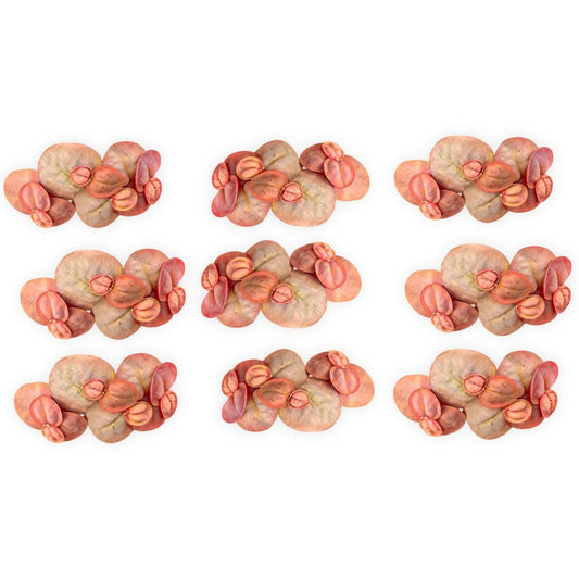 A grid of nine identical clusters of Red Root Floater plants (Phyllanthus fluitans) arranged against a white background. Each cluster features round, reddish-green floating leaves with vibrant red undersides and roots, along with small reddish-brown growth tips typical of healthy Red Root Floaters.