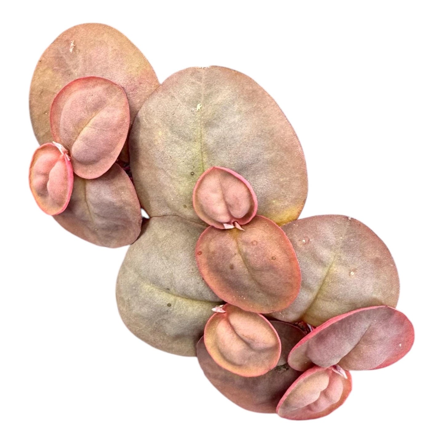 Aquarium Floating Plant Mix — 10 Pack