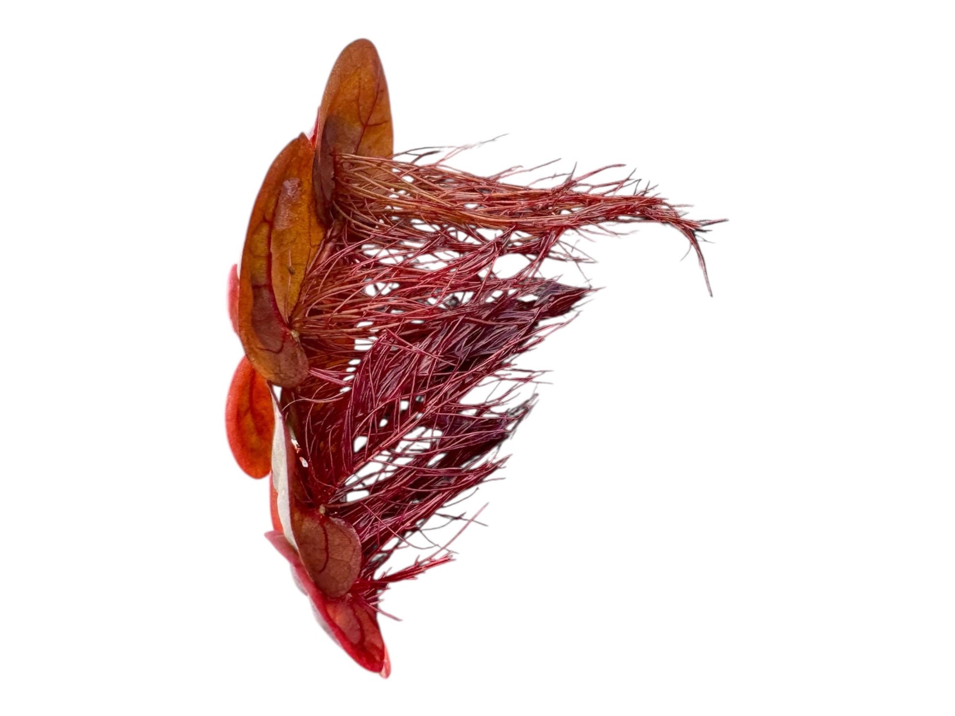 Close-up of Red Root Floater (Phyllanthus fluitans) with vibrant red roots and reddish oval leaves against a white background — a colorful floating aquarium plant ideal for freshwater aquascapes, shrimp tanks, and betta setups.