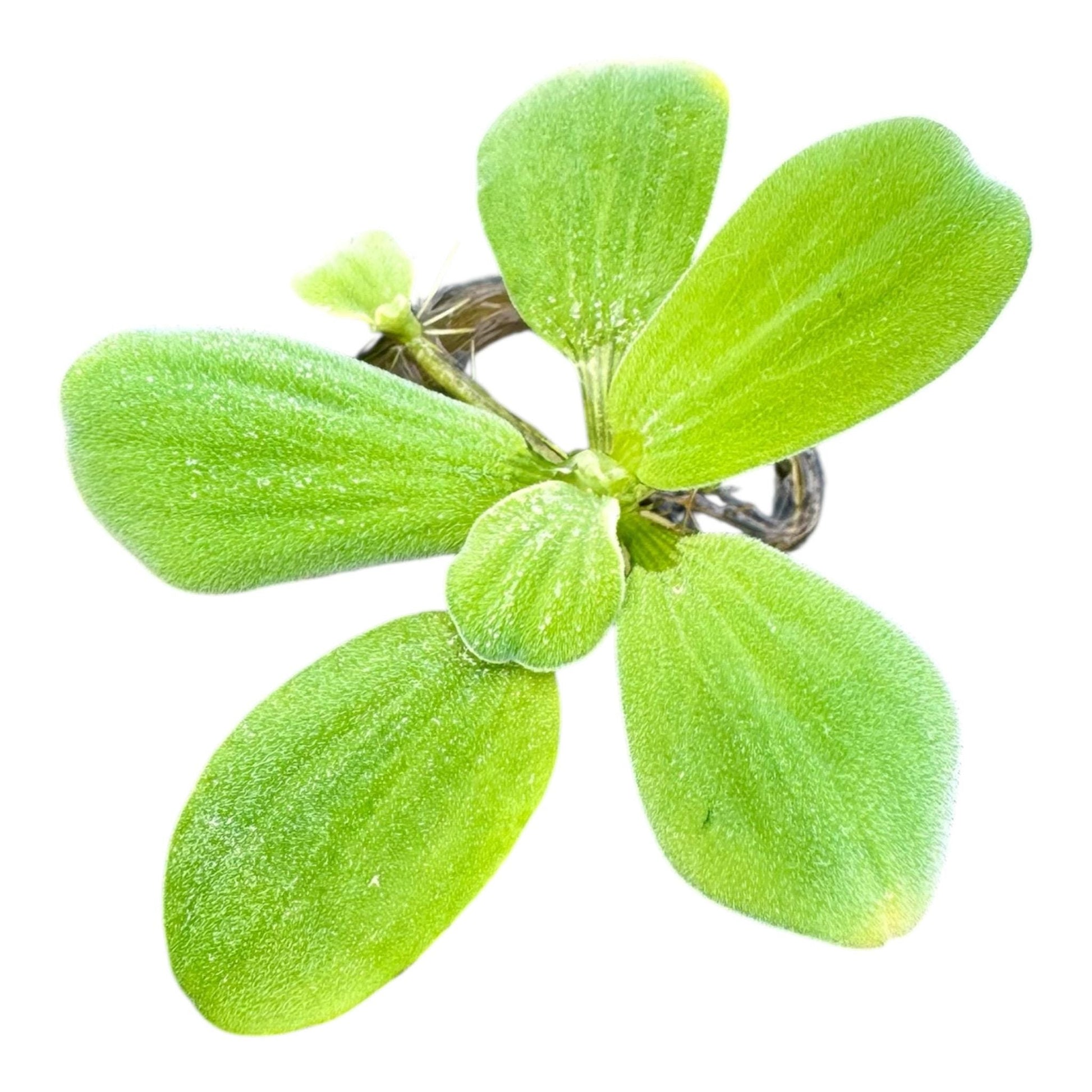 Close-up of Dwarf Water Lettuce (Pistia stratiotes) with soft, fuzzy green leaves arranged in a rosette shape against a white background — a popular live floating plant for freshwater aquariums, betta tanks, and shrimp setups.