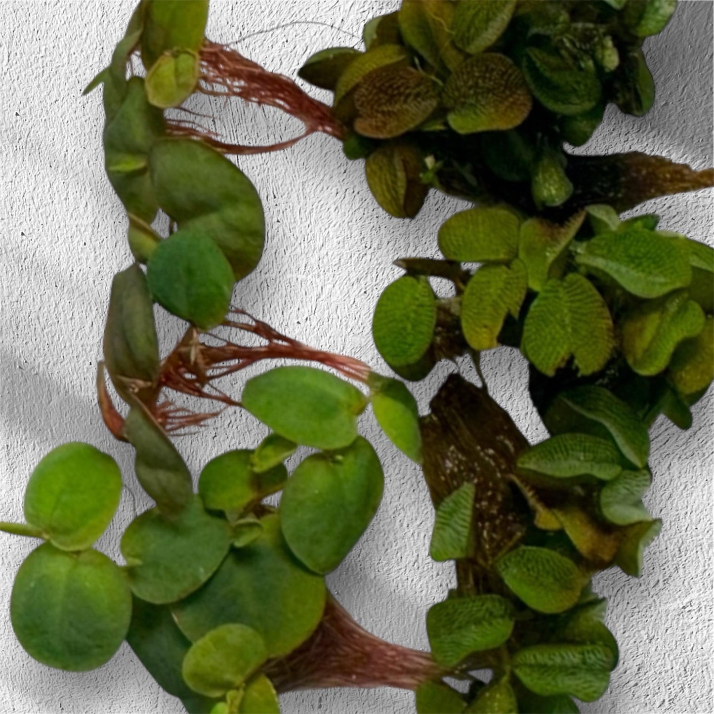 Live Red Root Floater and Salvinia aquarium plants with vibrant green leaves and healthy red roots displayed on a white background