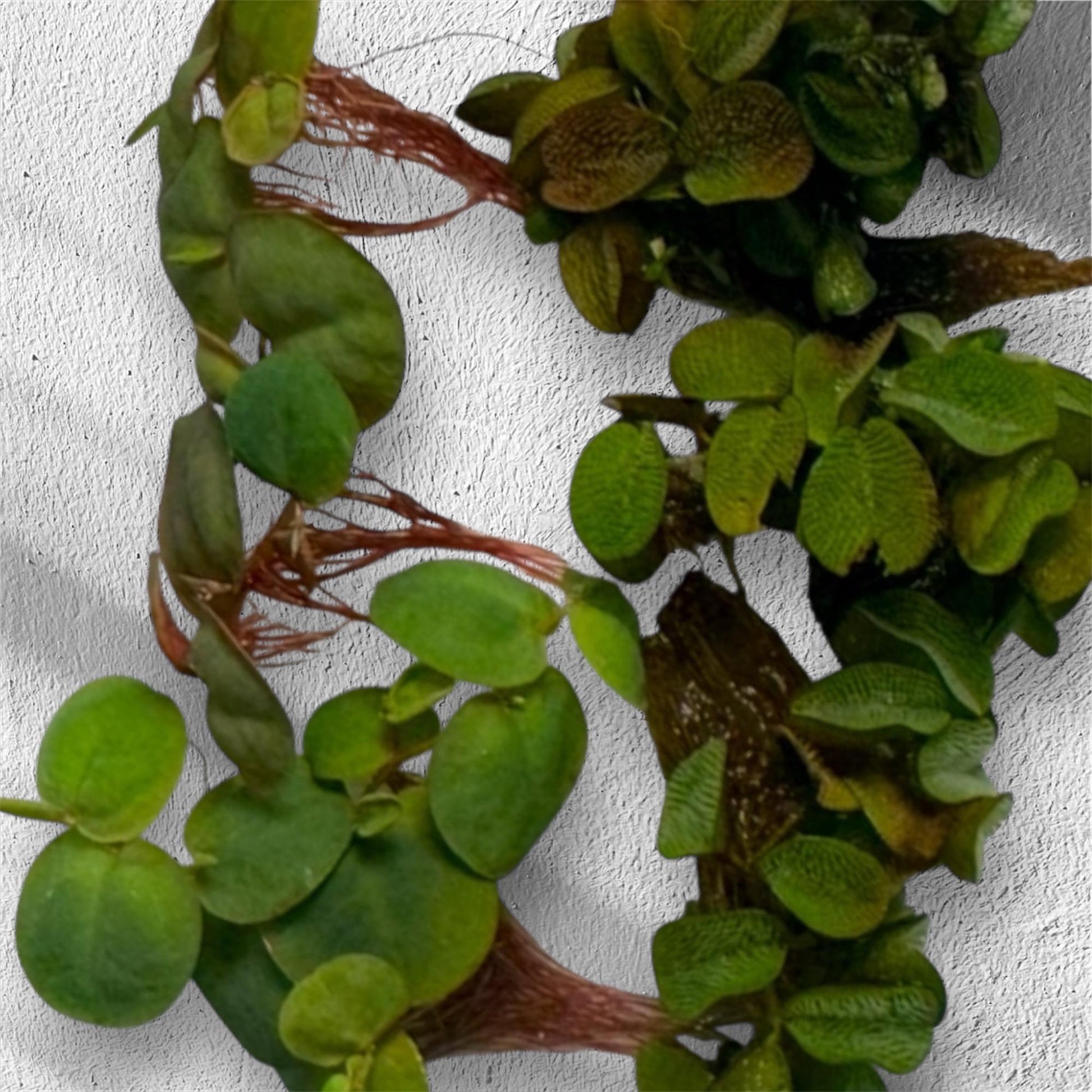 Live Red Root Floater and Salvinia aquarium plants with vibrant green leaves and healthy red roots displayed on a white background