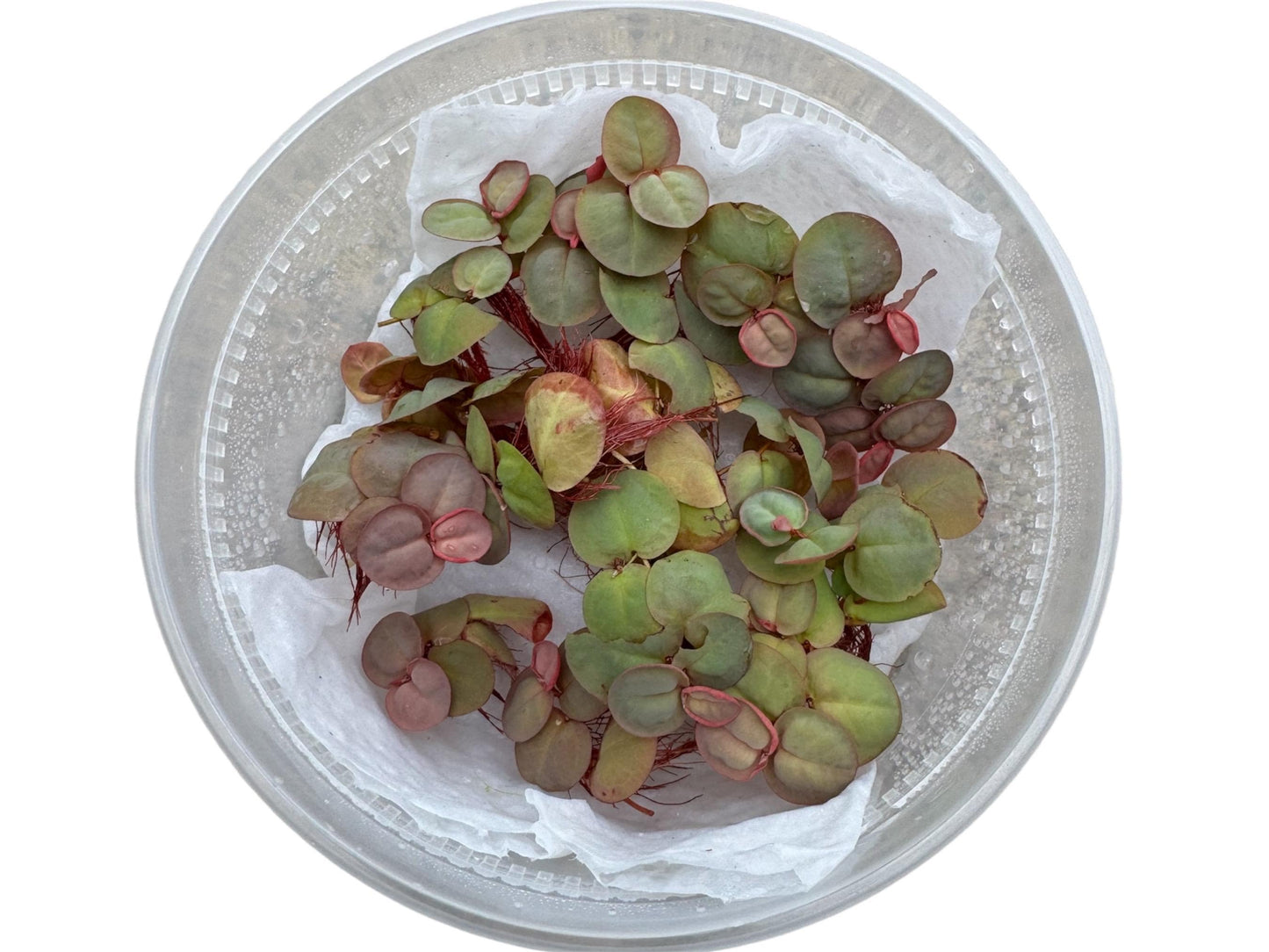 Red Root Floater aquarium plant with round green and red leaves and roots