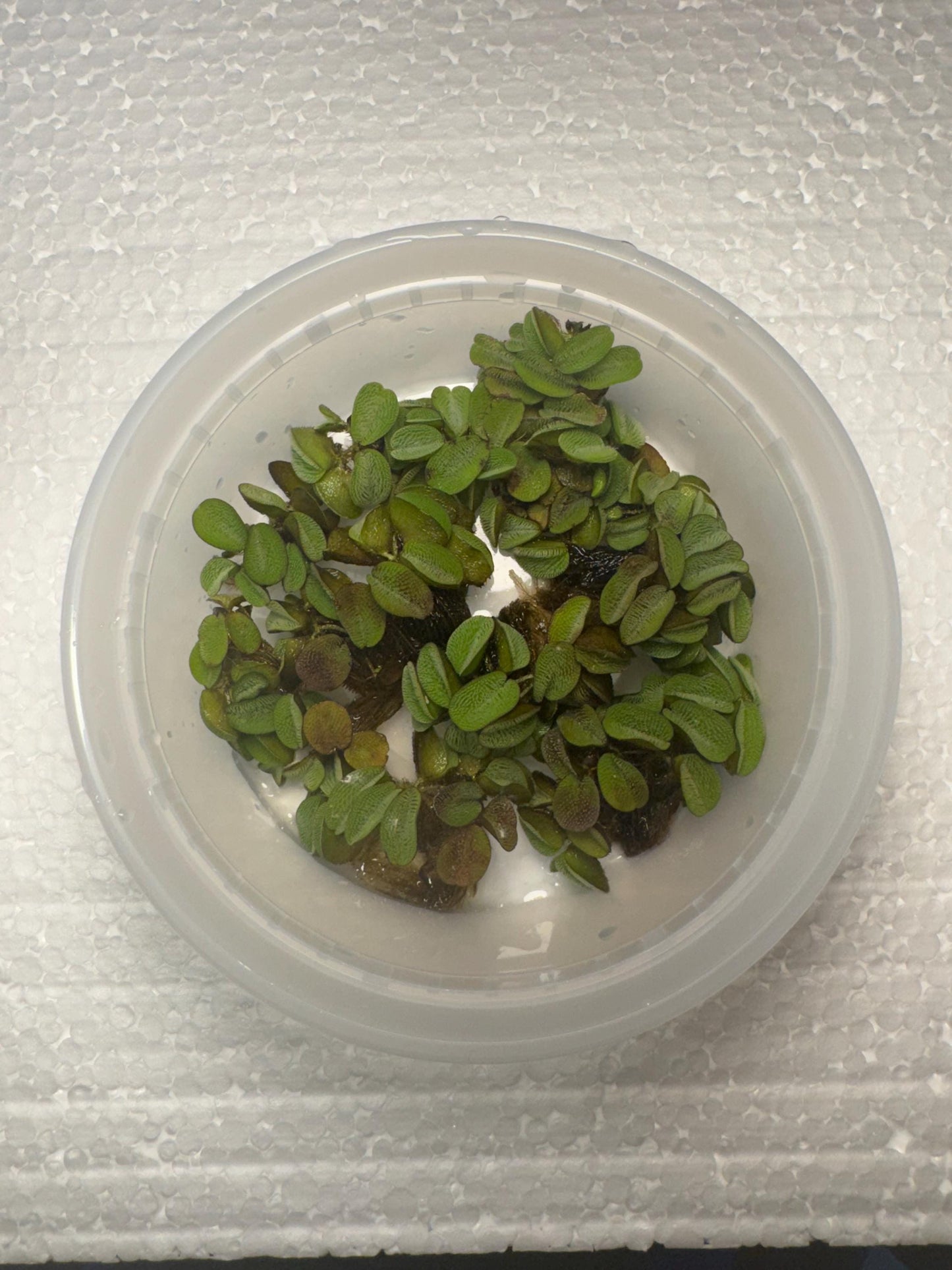Top down view of salvinia minima in a deli cup