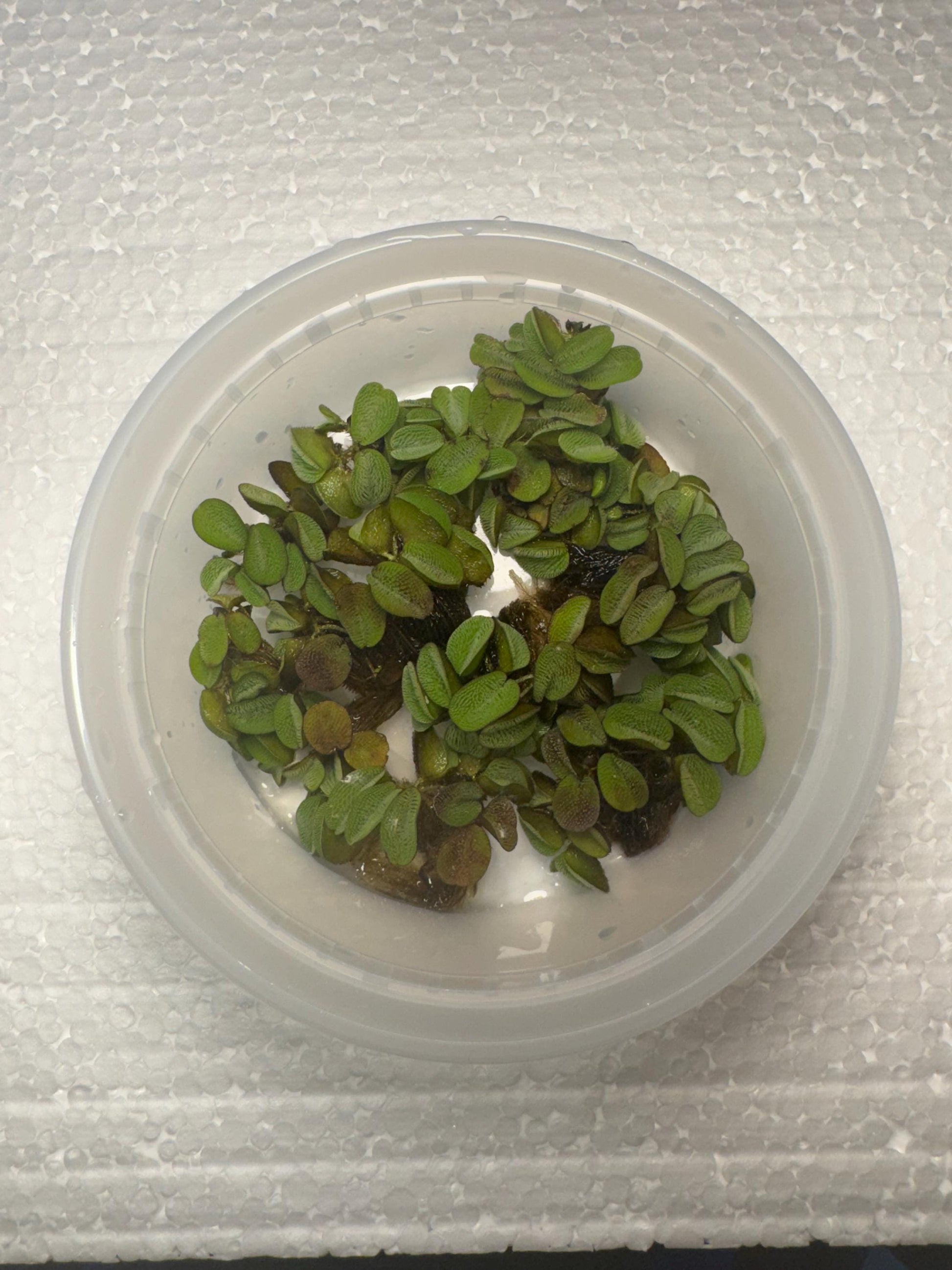 Top down view of salvinia minima in a deli cup