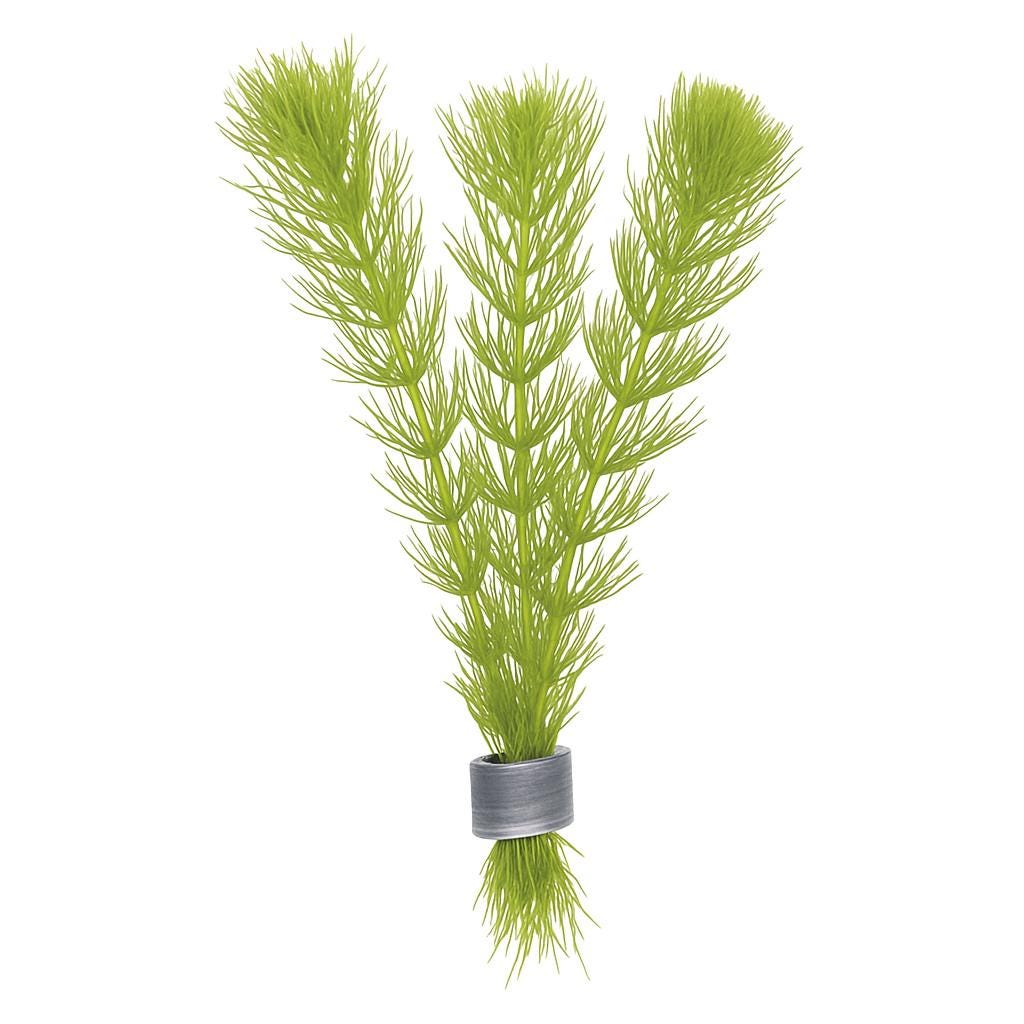 green hornwort aquarium plant with feathery stems held together at the base by a gray lead plant weight, isolated on a white background.