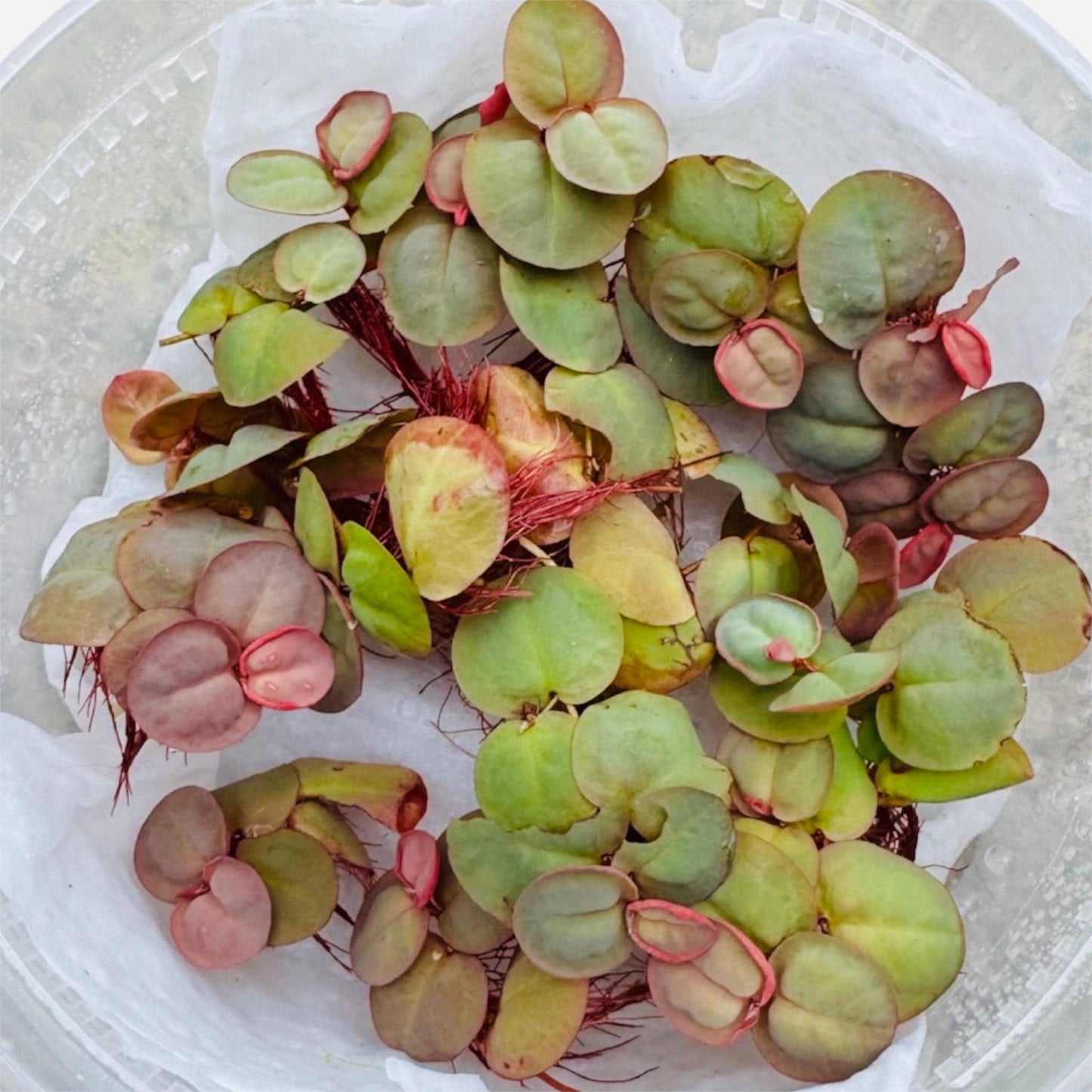 “Close-up of a 6-pack of Red Root Floaters with round green and red leaves and vibrant red roots, arranged in a clear container for aquarium use.”