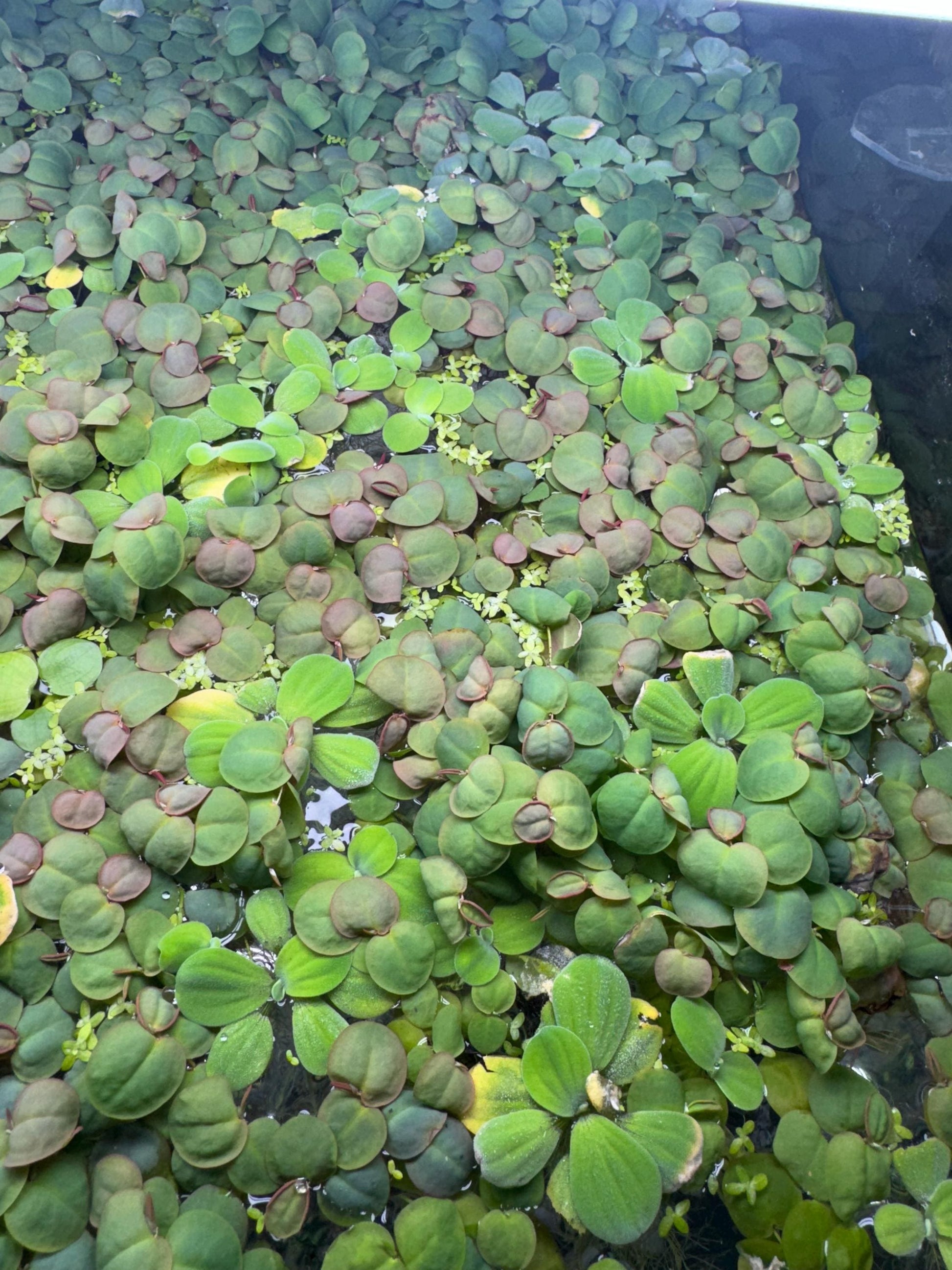 Floating Aquarium Plants Mix – 8 oz Deli Cup of Red Root, Water Lettuce, Salvinia and Duckweed for Freshwater Tanks. Easy, Beginner Plants
