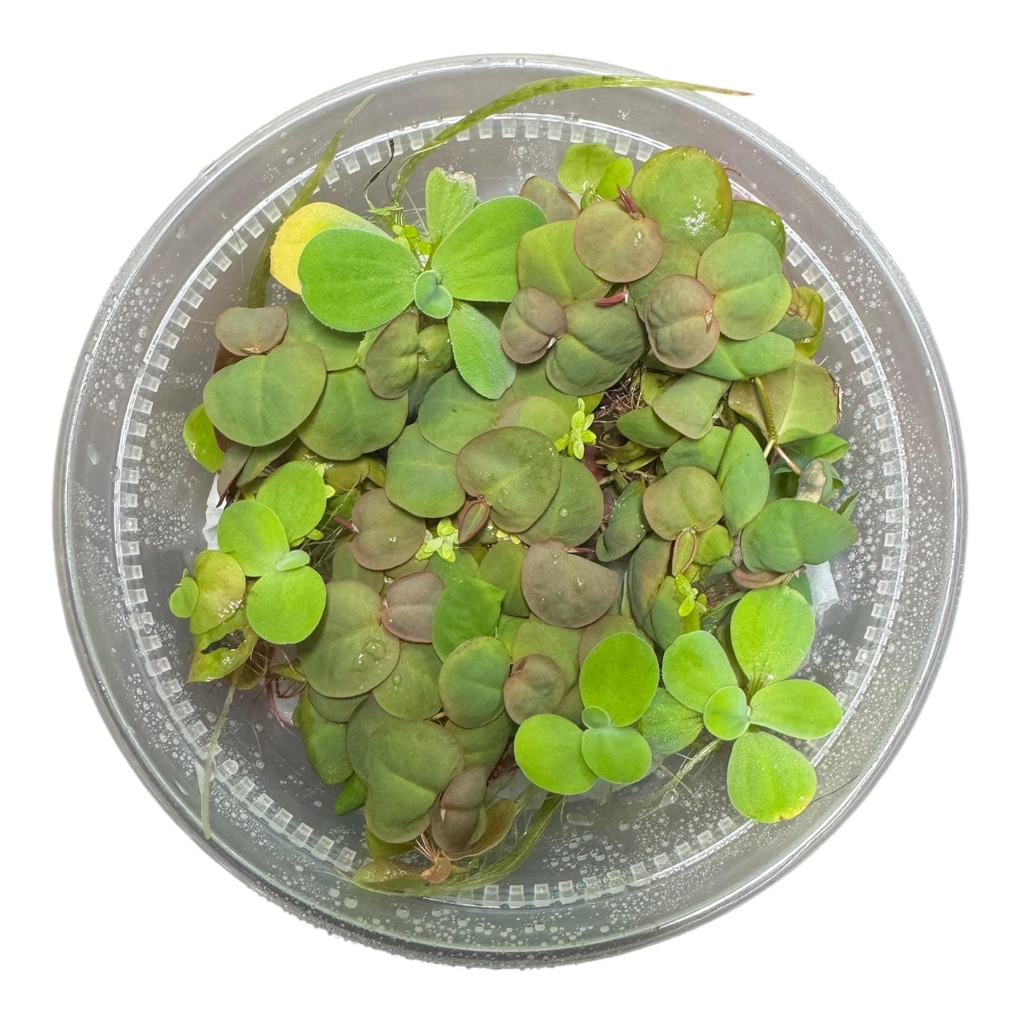 Live floating aquarium plant mix in 8oz deli cup featuring water lettuce, red root floater, and duckweed for freshwater fish tanks and aquascapes.