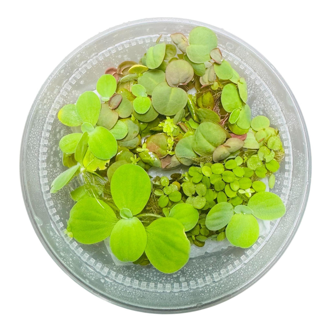 Top-down view of a floating aquarium plant combo — Red Root Floater, Water Lettuce, Salvinia minima, and Duckweed — arranged inside a clear deli cup on a bright white background. Fresh live plants for nano tanks, bettas, and shrimp.