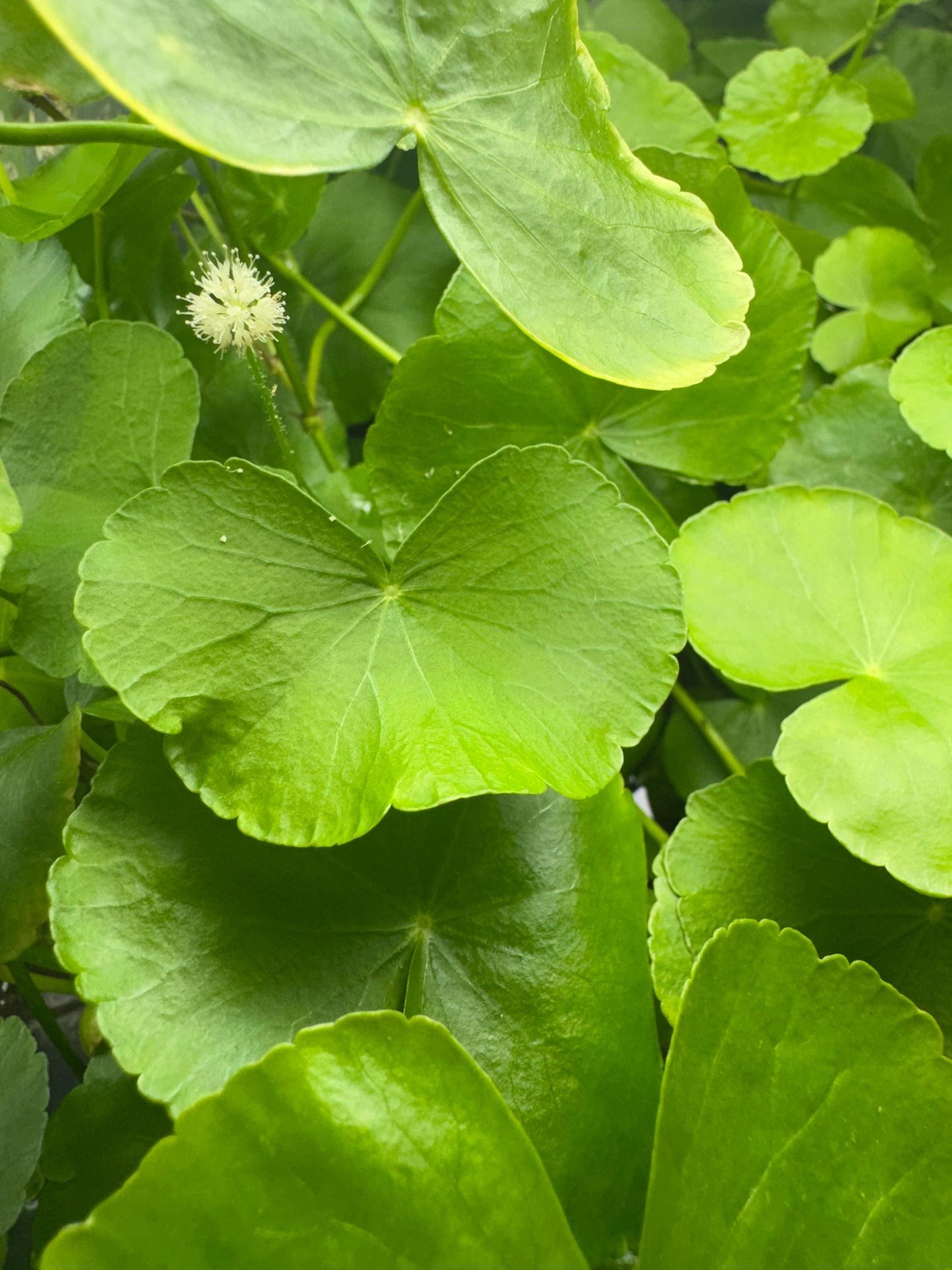 Hydrocotyle Pennywort – Live Aquatic Stem Plant (3 Six-Inch Stems with Weight)