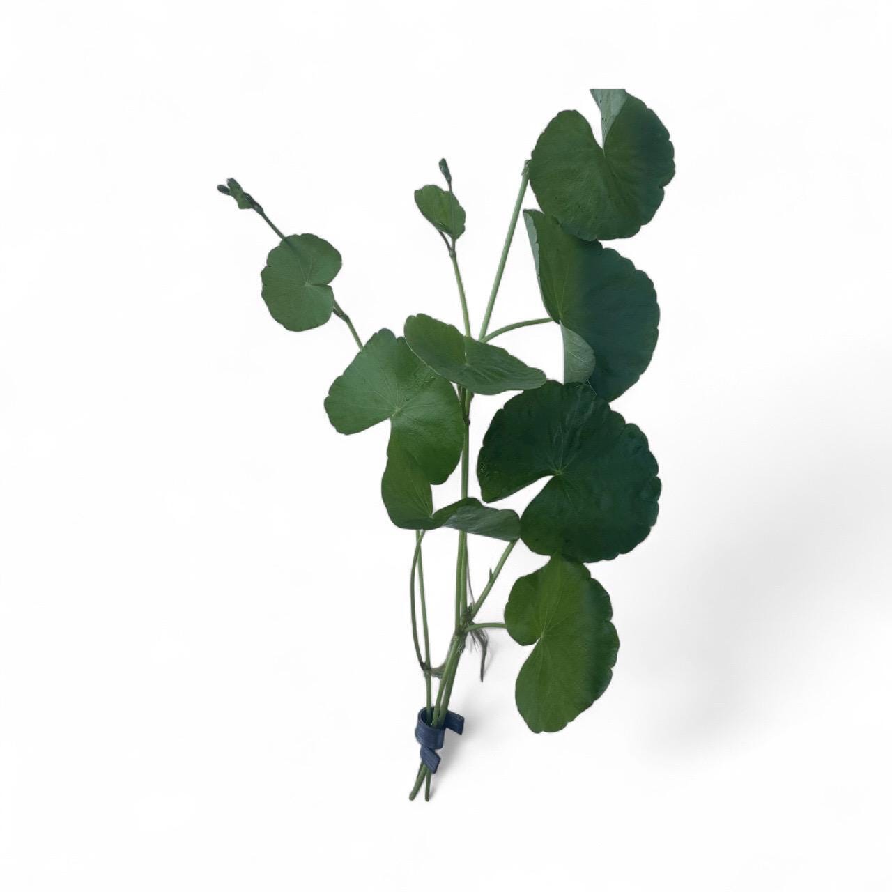 Live Hydrocotyle leucocephala pennywort aquarium plant with clusters of bright green round leaves, popular for aquascaping and freshwater fish tanks.