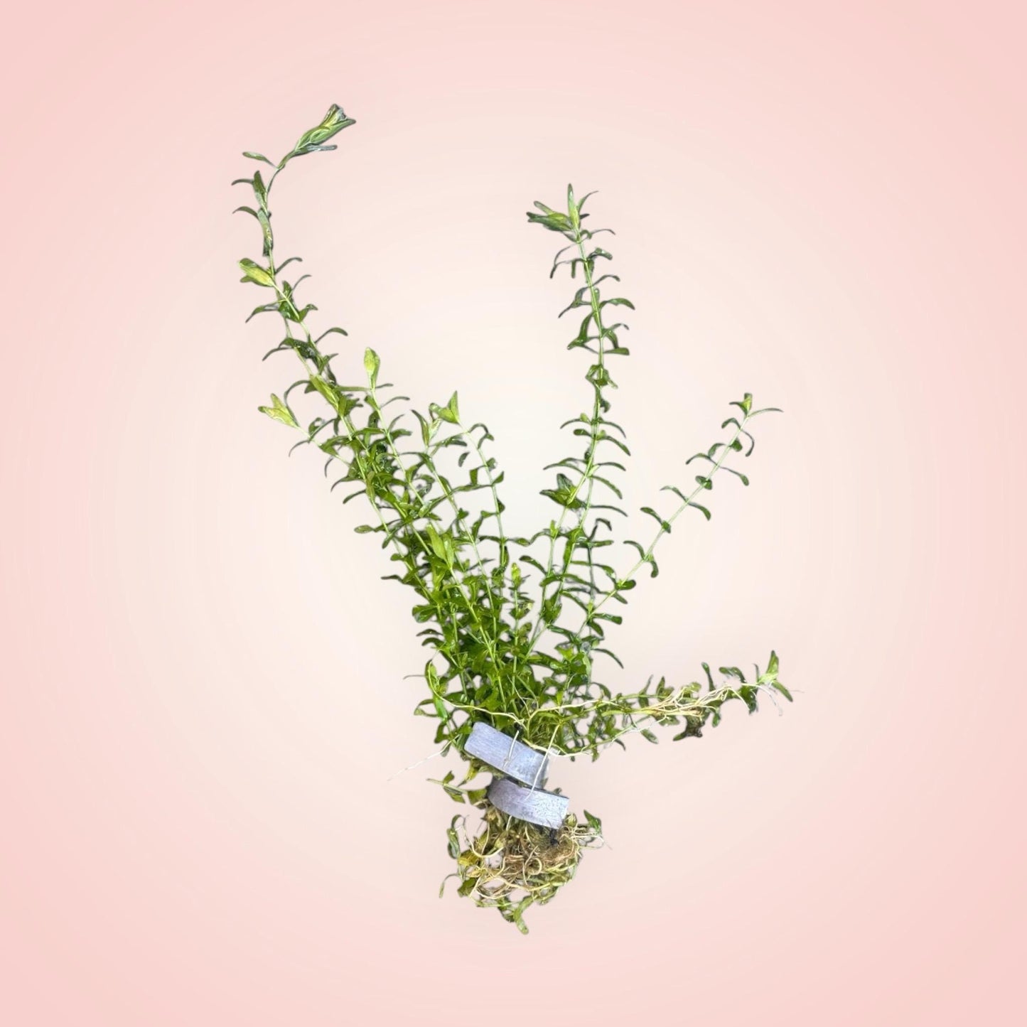 Pearl weed aquarium plant with bright green stems and small leaves, anchored with a plant weight and moss at the base, displayed on a soft pink background.