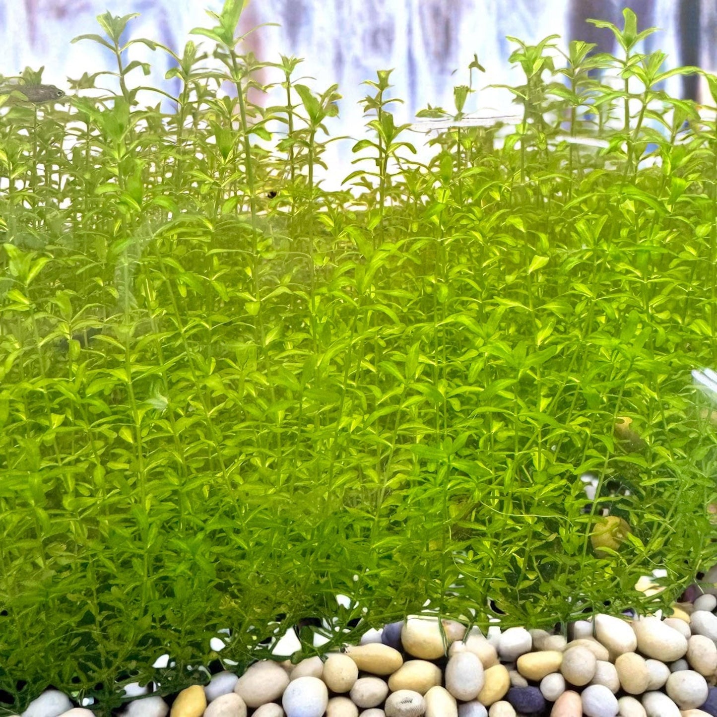 carpeting live aquarium plant pearl weed in an aquarium