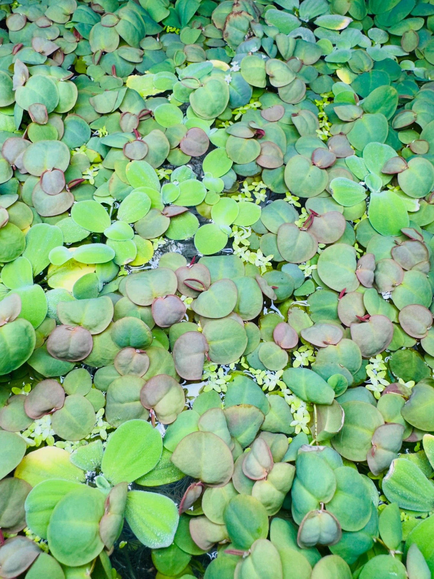 Mix of floating aquarium plants including water lettuce with fuzzy leaves, red root floater with round green leaves and red undersides, and tiny duckweed covering the water surface.”