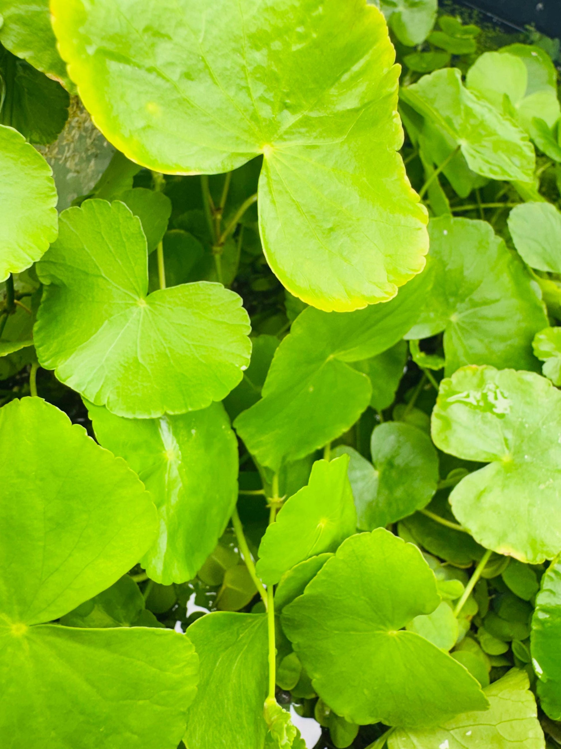 Close-up of Hydrocotyle leucocephala (Brazilian pennywort) with bright green, round leaves floating and trailing in water.