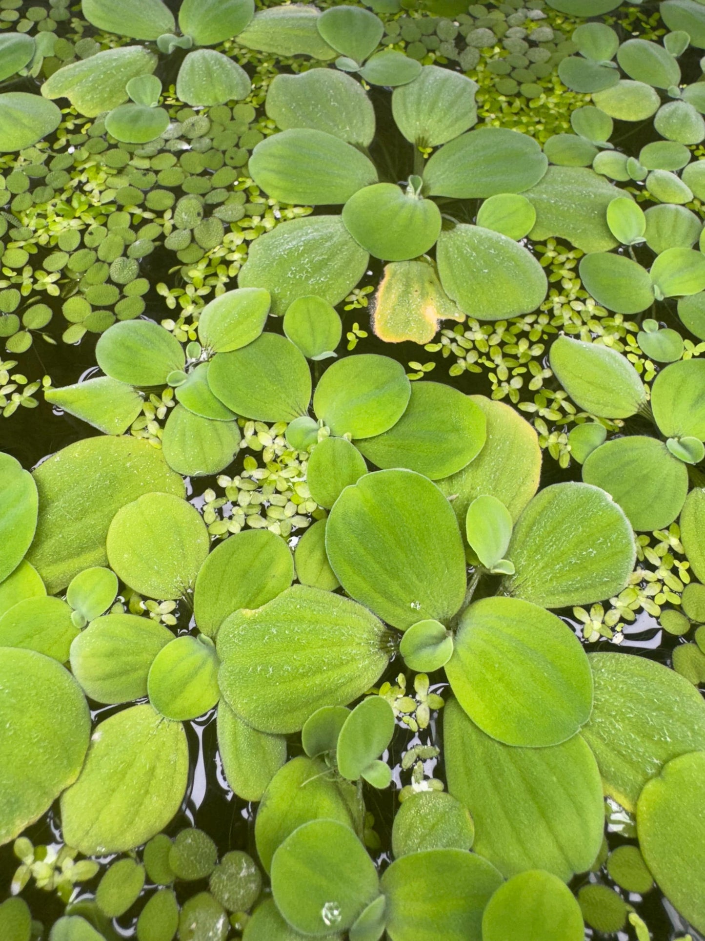Floating Aquarium Plants Mix – 8 oz Deli Cup of Red Root, Water Lettuce, Salvinia and Duckweed for Freshwater Tanks. Easy, Beginner Plants