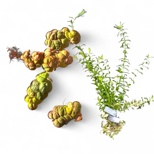 Red Root Floater and Pearl Weed aquarium plant combo displayed on a white background — featuring clusters of round red-green floater leaves alongside vibrant green stem plants with small alternating leaves, arranged neatly for a live plant product listing.