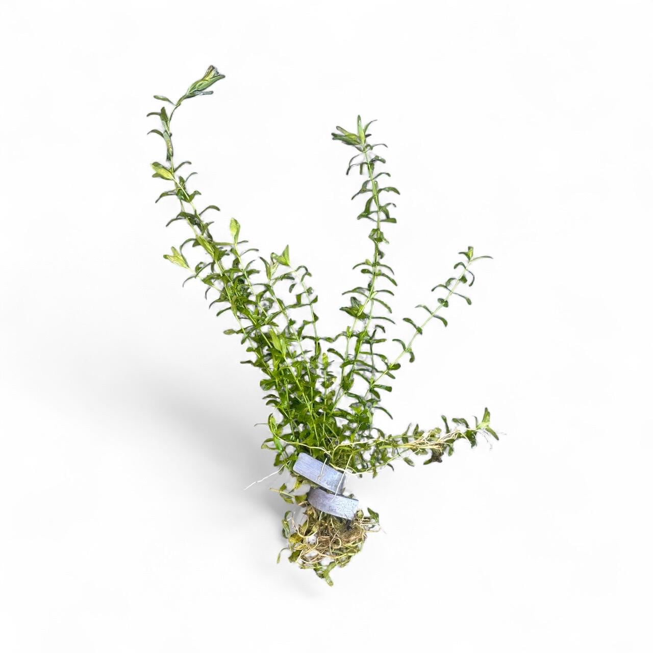 Pennywort + Pearl Weed Combo – Live Aquarium Plants for Freshwater Tanks | Easy Aquascape Plants for Shrimp & Betta Tanks