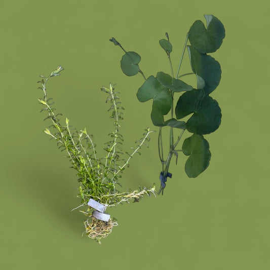Pennywort and Pearl Weed aquarium plant combo displayed on an olive green background — featuring round-leaved Pennywort stems and fine-leaved Pearl Weed, both bundled and arranged neatly for a live freshwater plant product photo.