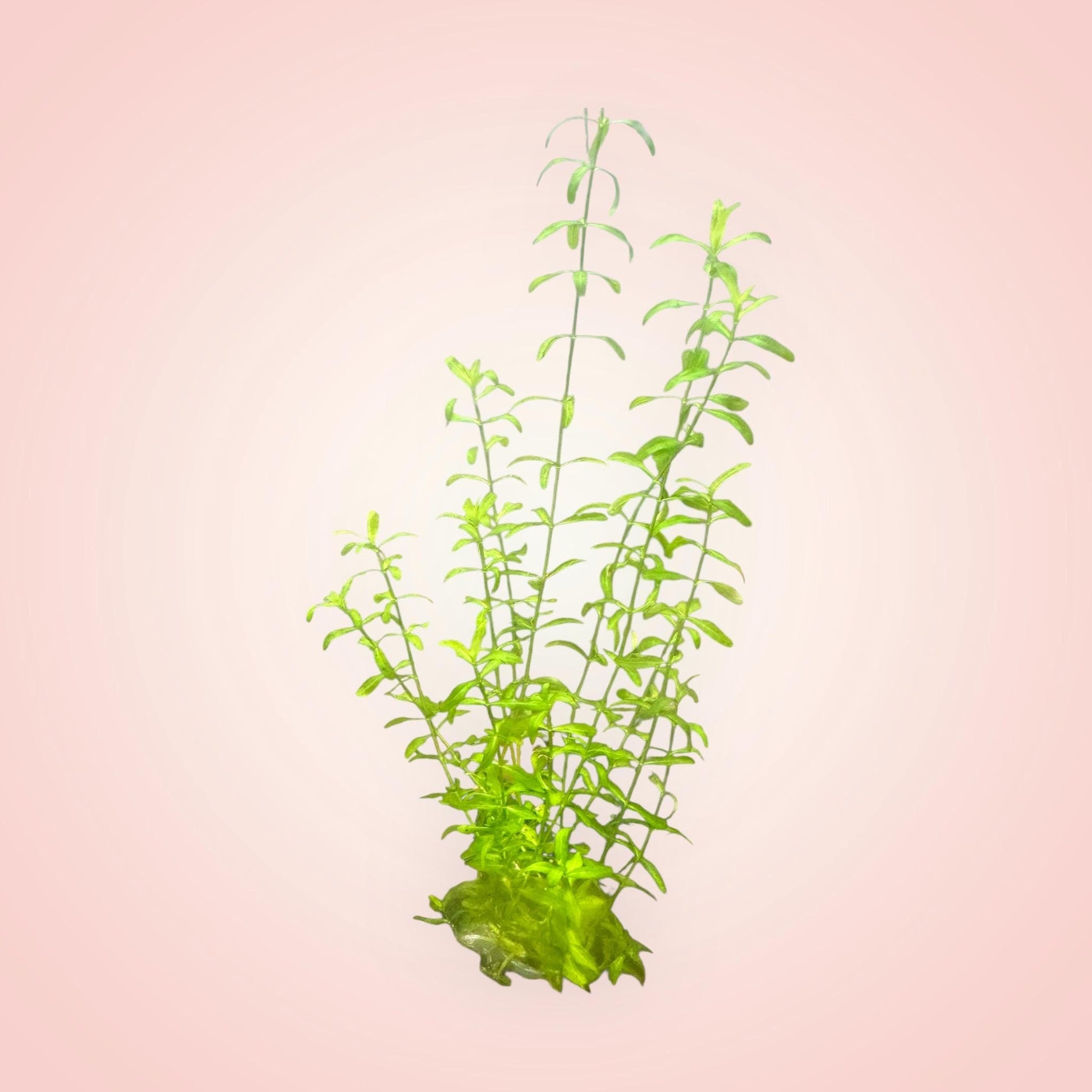 Pearl weed aquarium plant with bright green stems and small leaves, anchored with a plant weight and moss at the base, displayed on a soft pink background.