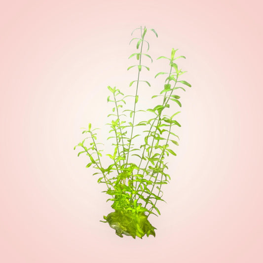 Pearl weed aquarium plant with bright green stems and small leaves, anchored with a plant weight and moss at the base, displayed on a soft pink background.