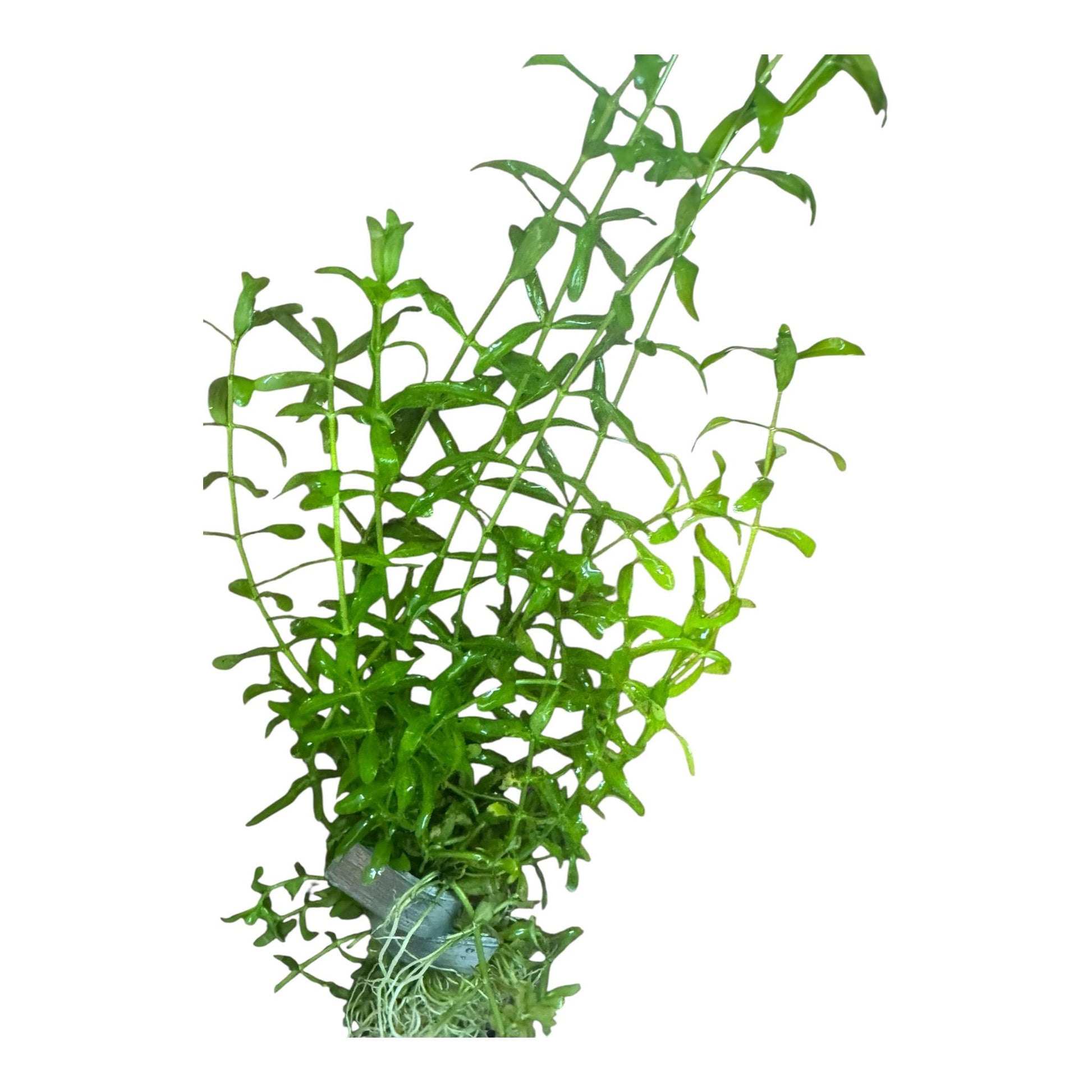 Pennywort + Pearl Weed Combo – Live Aquarium Plants for Freshwater Tanks | Easy Aquascape Plants for Shrimp & Betta Tanks