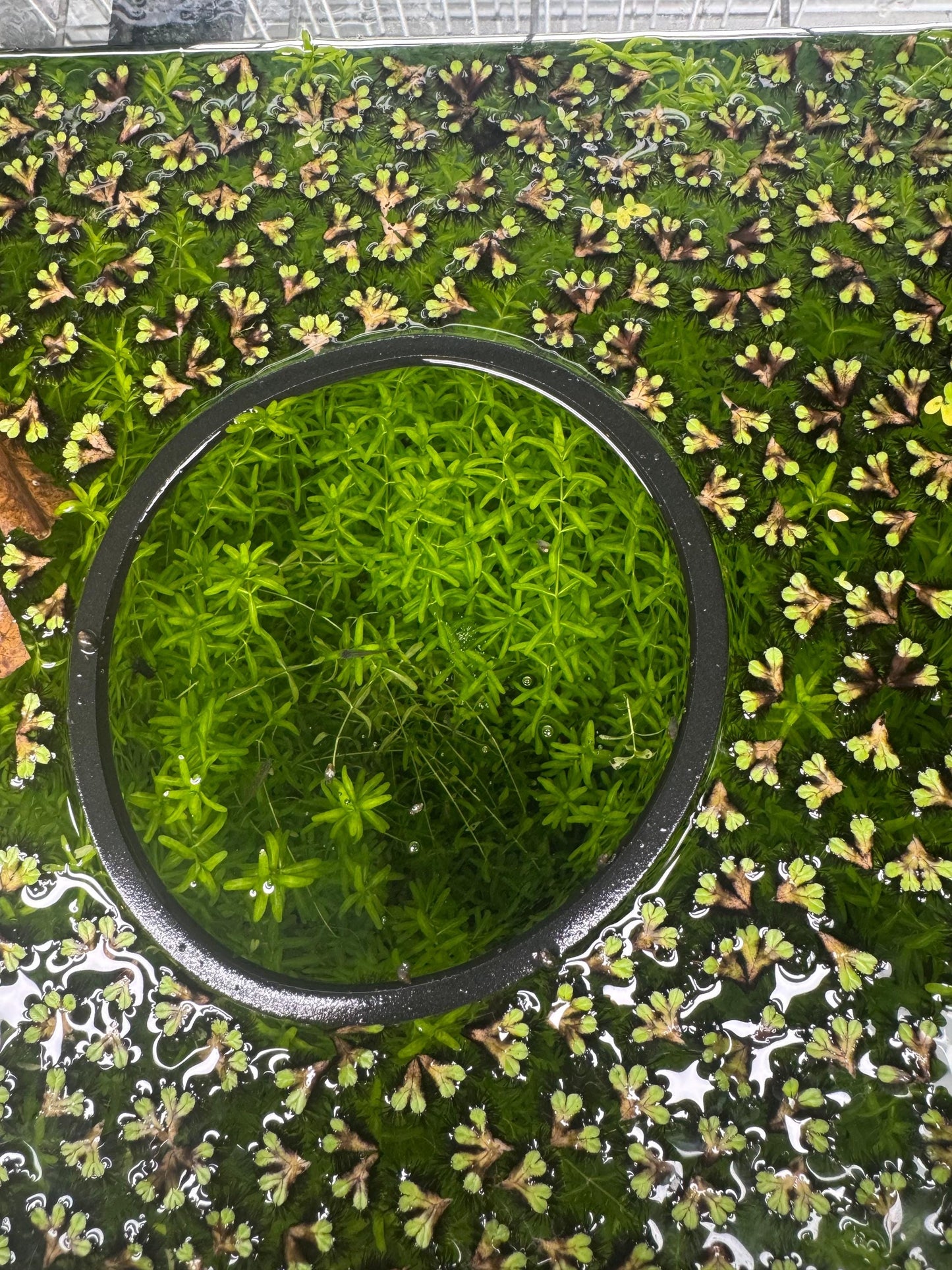 top down view of an aquarium with pearl weed carpeting plant.
