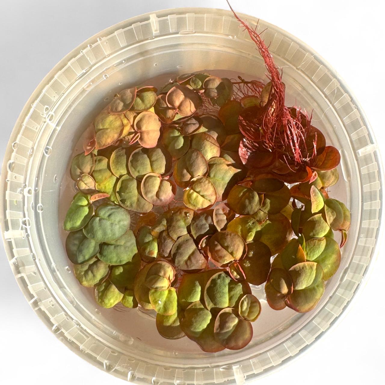 Red Root Floater 4 Pack (Phyllanthus fluitans)