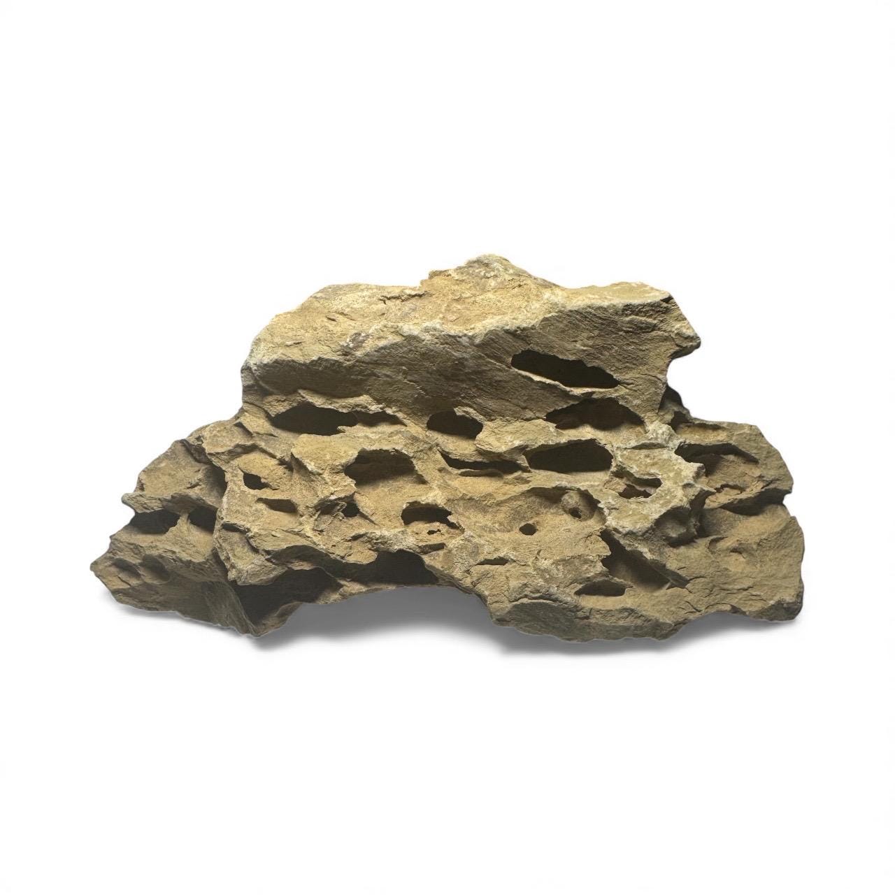 Natural Dragon Stone (Ohko Stone) with detailed holes and textured tan surface, displayed on a white background — ideal for aquascaping or terrarium décor.