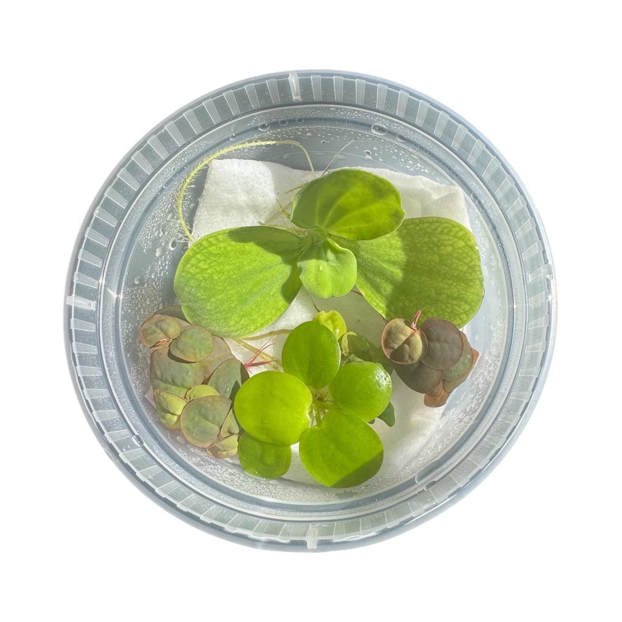 Live aquarium floating plants including Water Lettuce, Red Root Floater, and Frogbit in a clear deli cup with moisture droplets, shown under bright natural light.