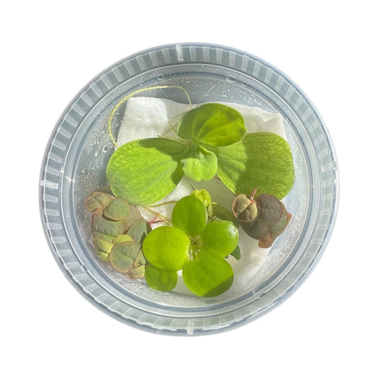 Live aquarium floating plants including Water Lettuce, Red Root Floater, and Frogbit in a clear deli cup with moisture droplets, shown under bright natural light.