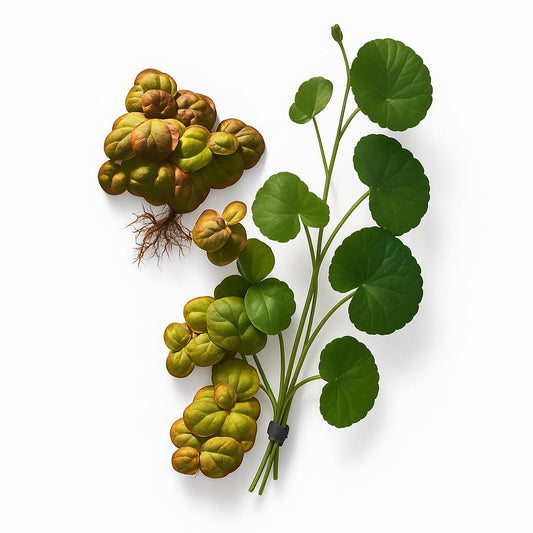Red Root Floater and Pennywort aquarium plant combo displayed on a clean white background — the reddish-green rounded leaves of the floaters contrast with the deep green circular leaves of the Pennywort, arranged neatly for a product listing photo.