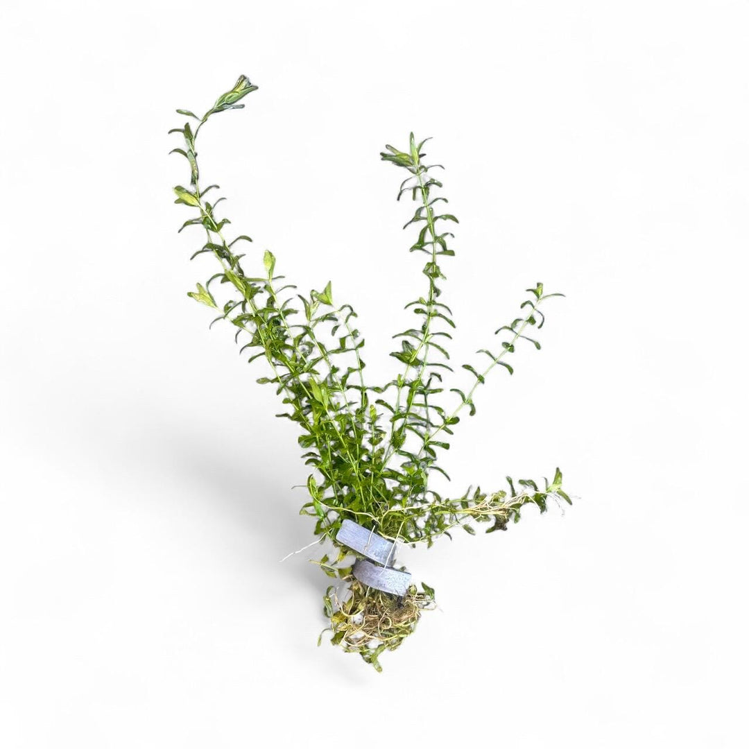 Red Root Floater + Pearl Weed Combo – Live Aquarium Plants for Freshwater Tanks | Easy Beginner Aquascape Plants
