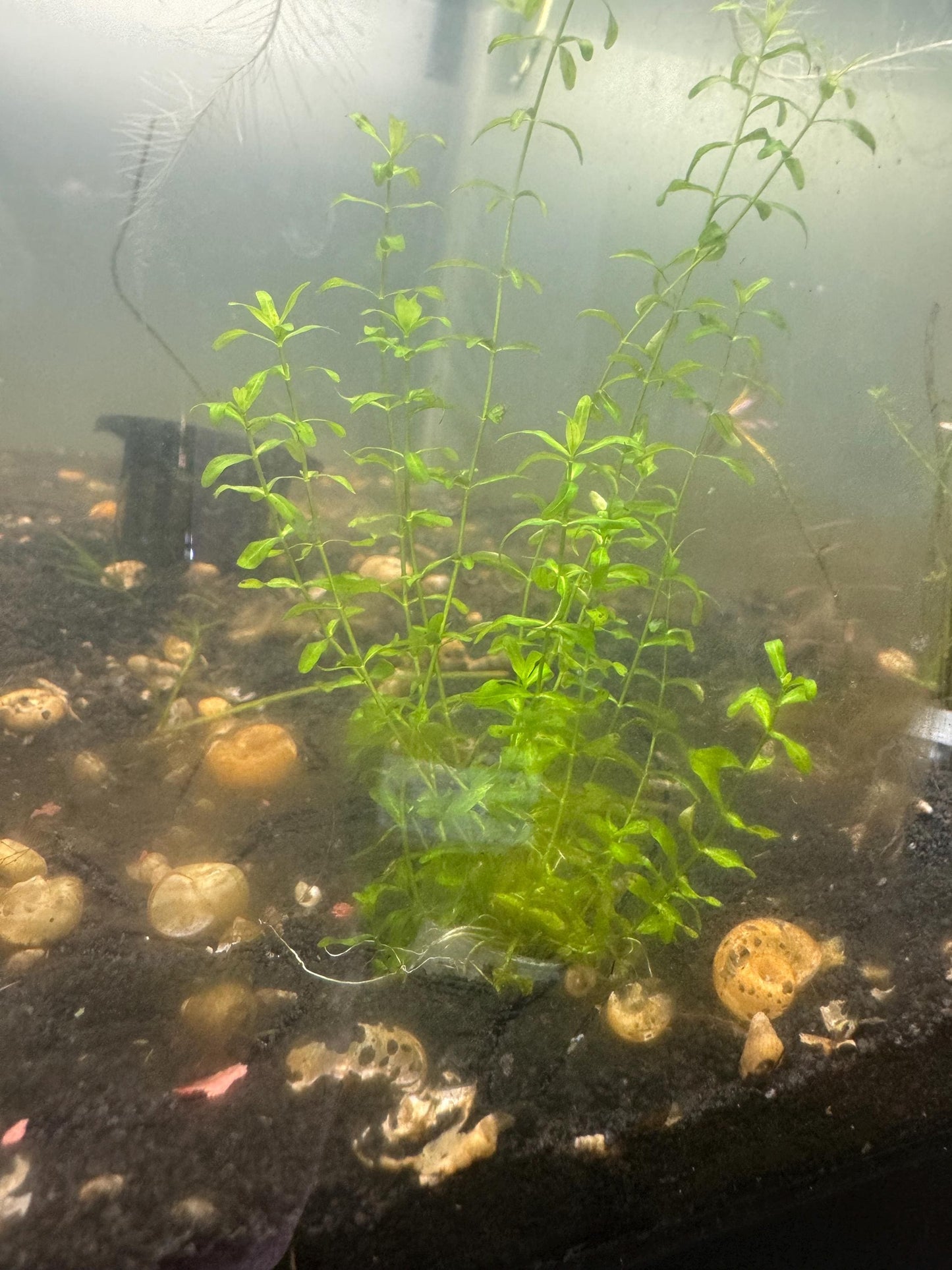 Red Root Floater + Pearl Weed Combo – Live Aquarium Plants for Freshwater Tanks | Easy Beginner Aquascape Plants