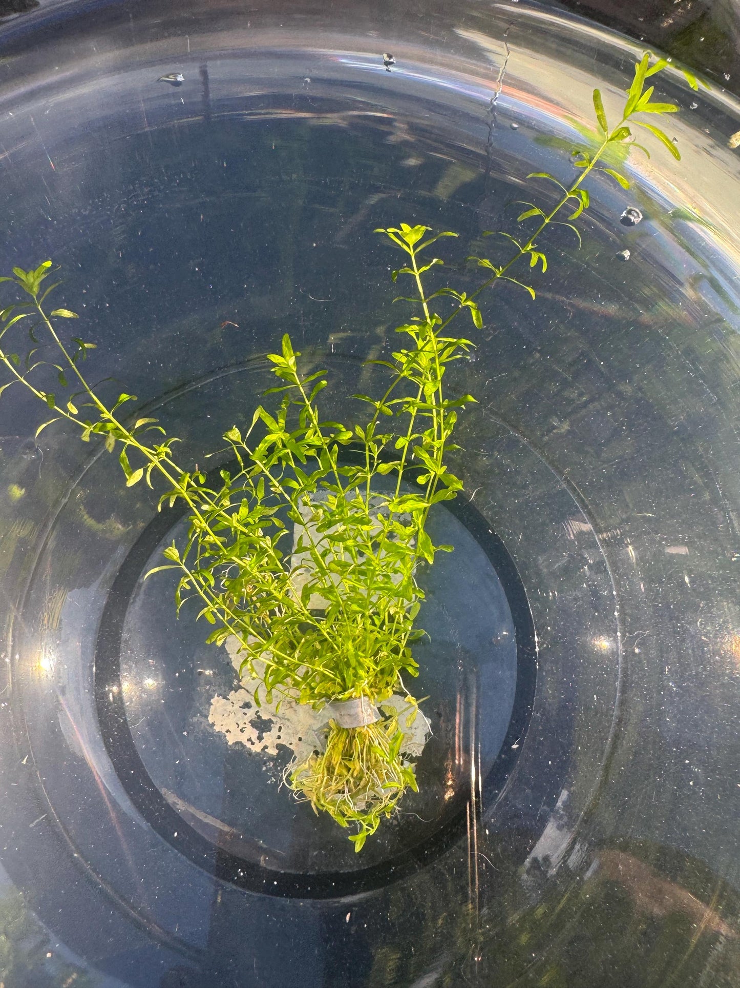 Pennywort + Pearl Weed Combo – Live Aquarium Plants for Freshwater Tanks | Easy Aquascape Plants for Shrimp & Betta Tanks