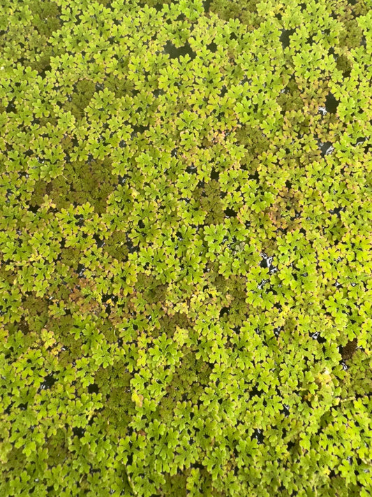 Close-up top view of Azolla, also known as Fairy Moss, showing dense clusters of small green and reddish floating leaves covering the water surface. The overlapping rosettes create a textured, carpet-like appearance typical of this aquatic fern