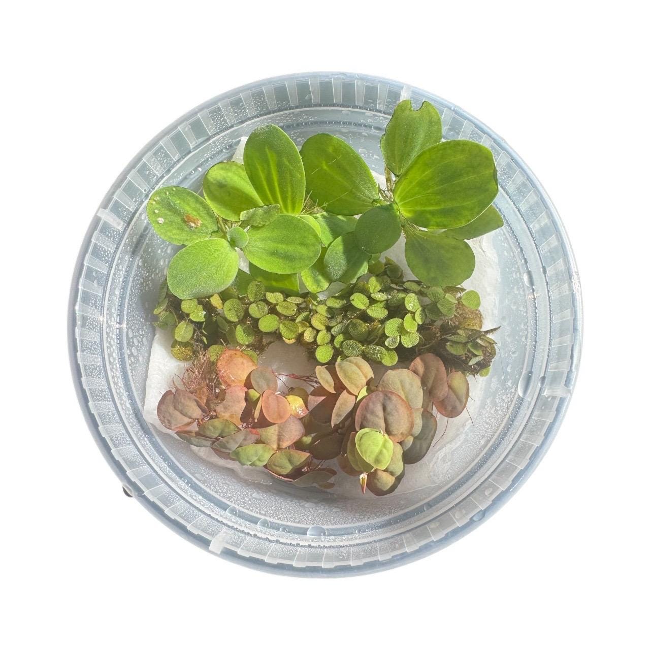 A mix of live aquarium floating plants including Water Lettuce, Salvinia, and Red Root Floaters in a clear deli cup with moisture beads on the lid, shown under bright natural light.