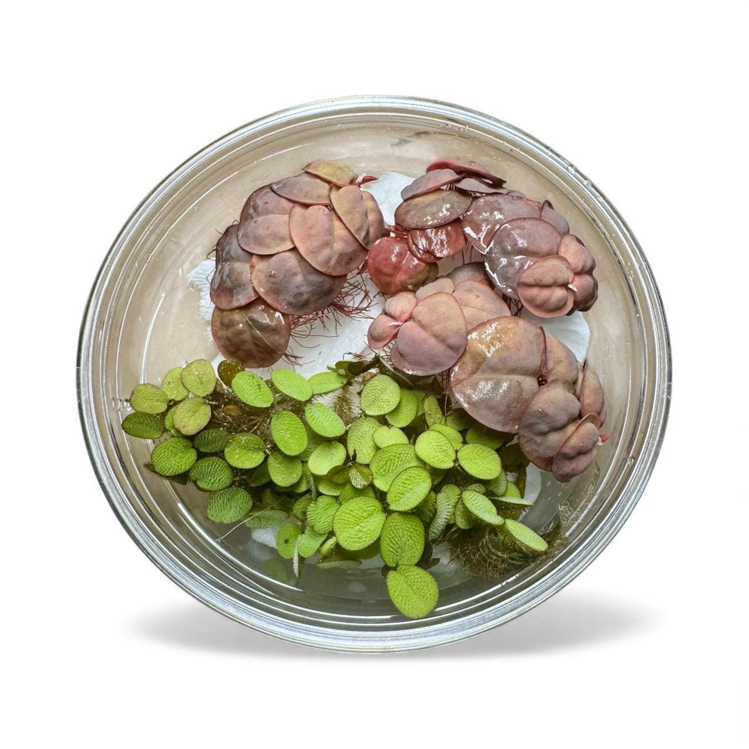 Top view of live Salvinia Minima and Red Root Floater (Phyllanthus fluitans) aquatic plants in a clear container, showing vibrant green and red leaves with delicate roots — ideal floating plants for freshwater aquariums, shrimp tanks, and betta fish setups.