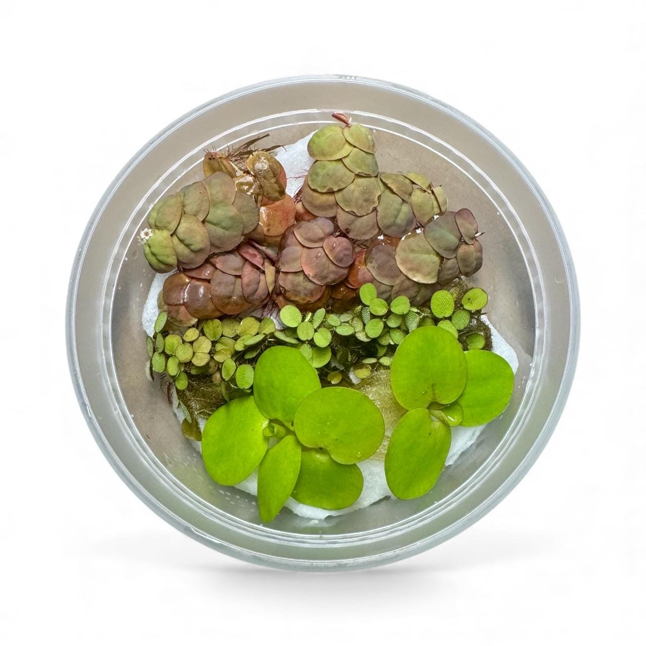 Top view of a clear container with a mix of live floating aquarium plants — 4 Red Root Floaters, 3 Amazon Frogbit, and 3 Salvinia Minima — showing their vibrant green and red leaves, ideal for freshwater aquascapes, shrimp tanks, and betta fish setups.