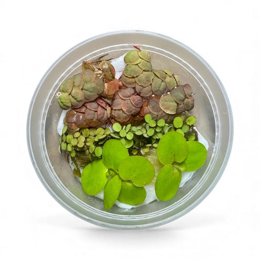 Top view of a clear container with a mix of live floating aquarium plants — 4 Red Root Floaters, 3 Amazon Frogbit, and 3 Salvinia Minima — showing their vibrant green and red leaves, ideal for freshwater aquascapes, shrimp tanks, and betta fish setups.