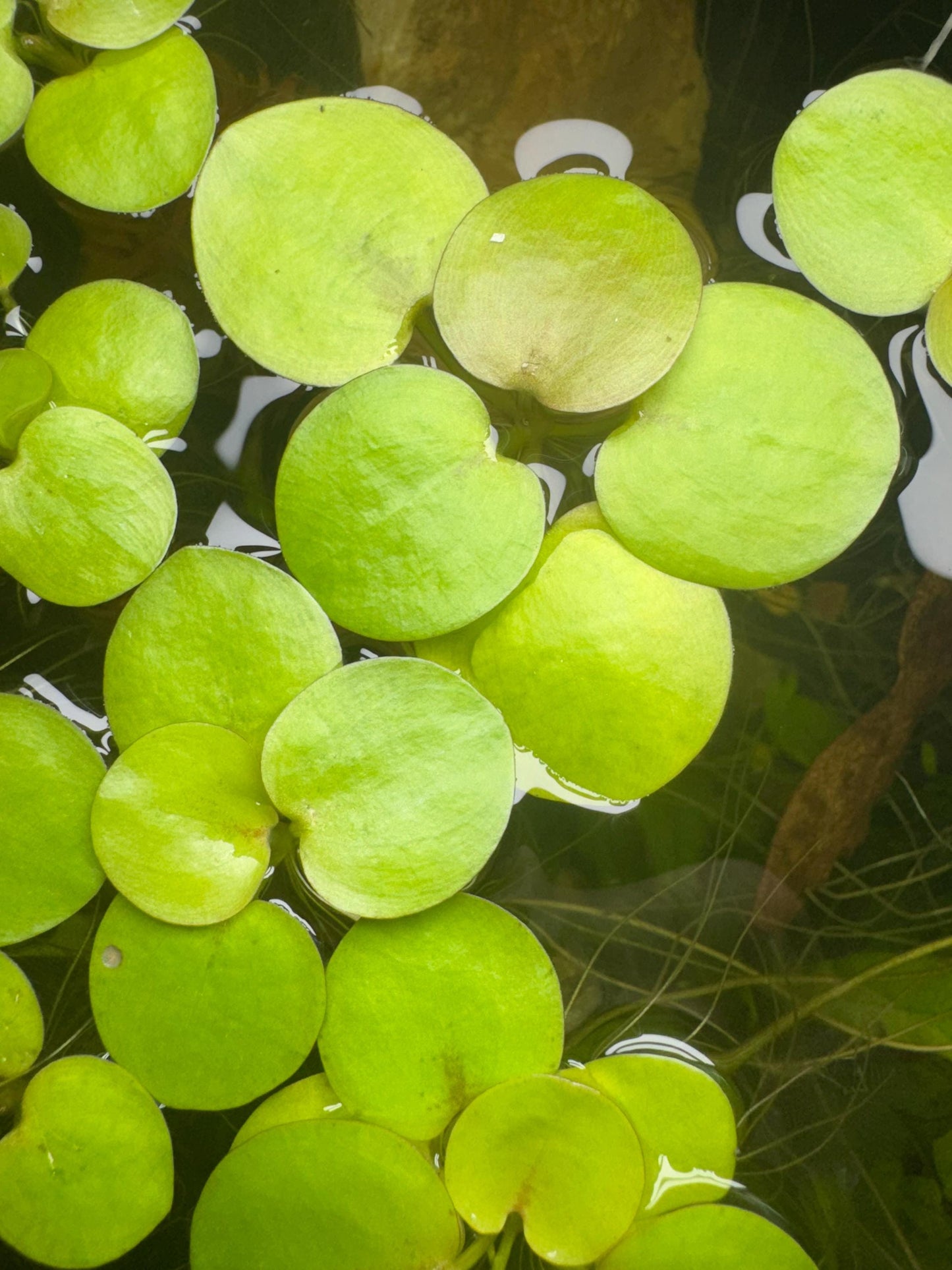 Close-up of Amazon Frogbit (Limnobium laevigatum) floating on the water’s surface, showing its bright round green leaves and trailing roots below — a popular live plant for freshwater aquariums, betta tanks, and shrimp setups.