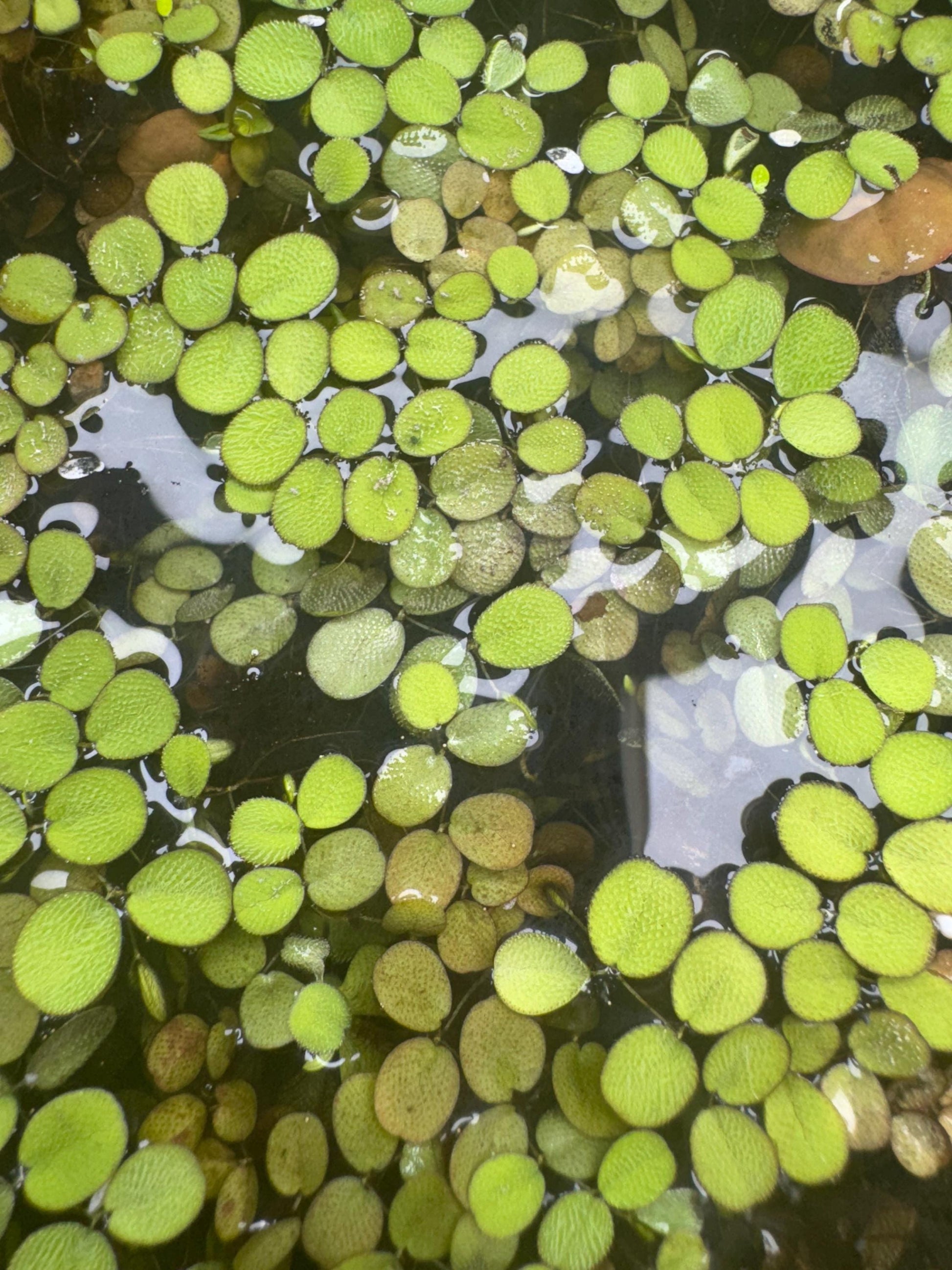 Close-up of Salvinia Minima floating on the surface of aquarium water, showing clusters of small, oval green leaves with a soft textured surface — a popular live floating plant for freshwater aquariums, betta fish tanks, and shrimp habitats.