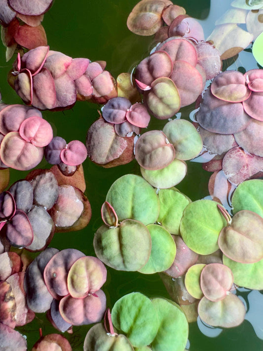 Close-up of vibrant Red Root Floater (Phyllanthus fluitans) plants on the water’s surface, showing their round leaves with shades of red, pink, and green and delicate floating roots — ideal for freshwater aquariums, betta tanks, and shrimp setups.
